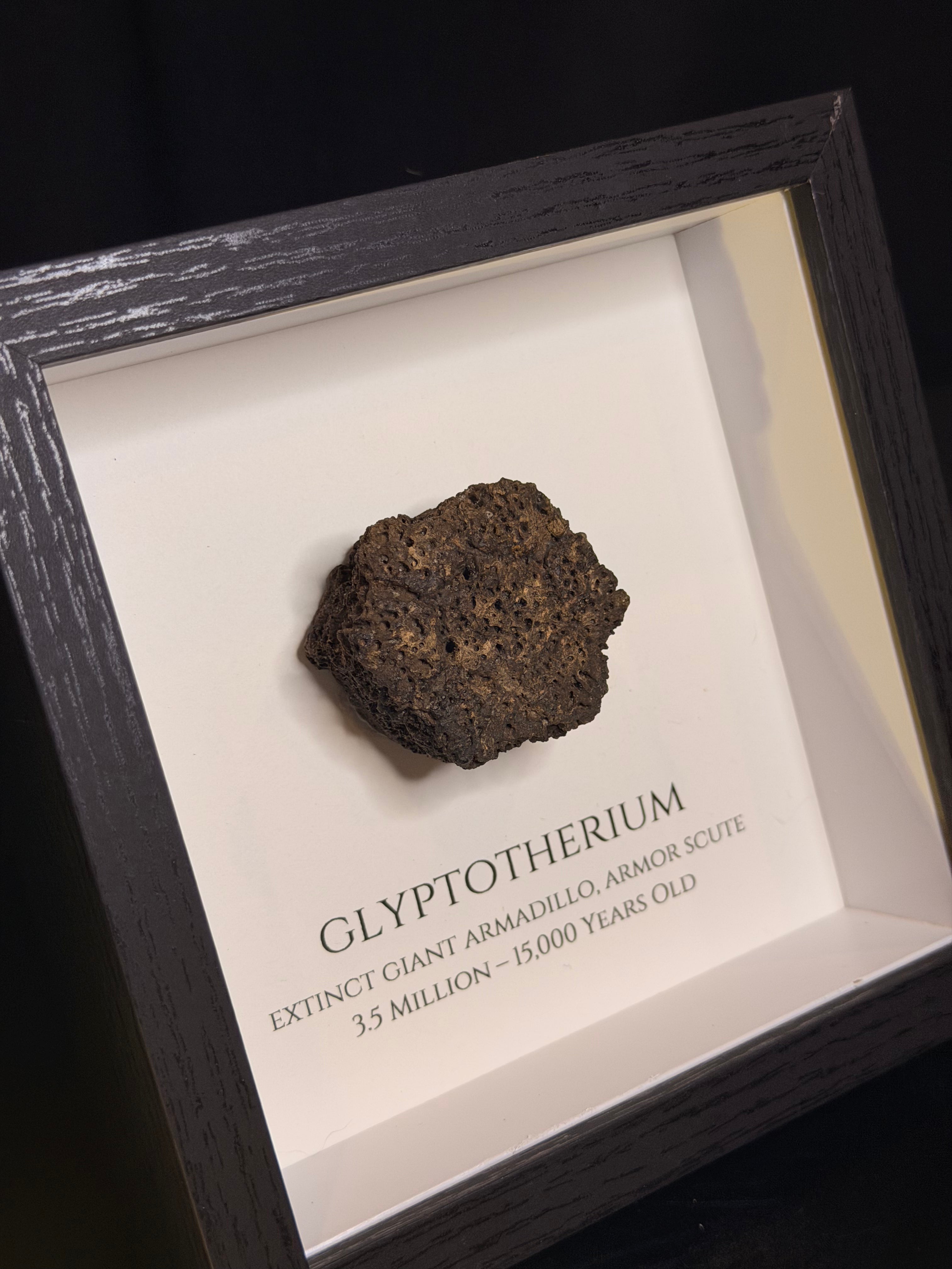 Framed Glyptotherium / Glyptodon scute