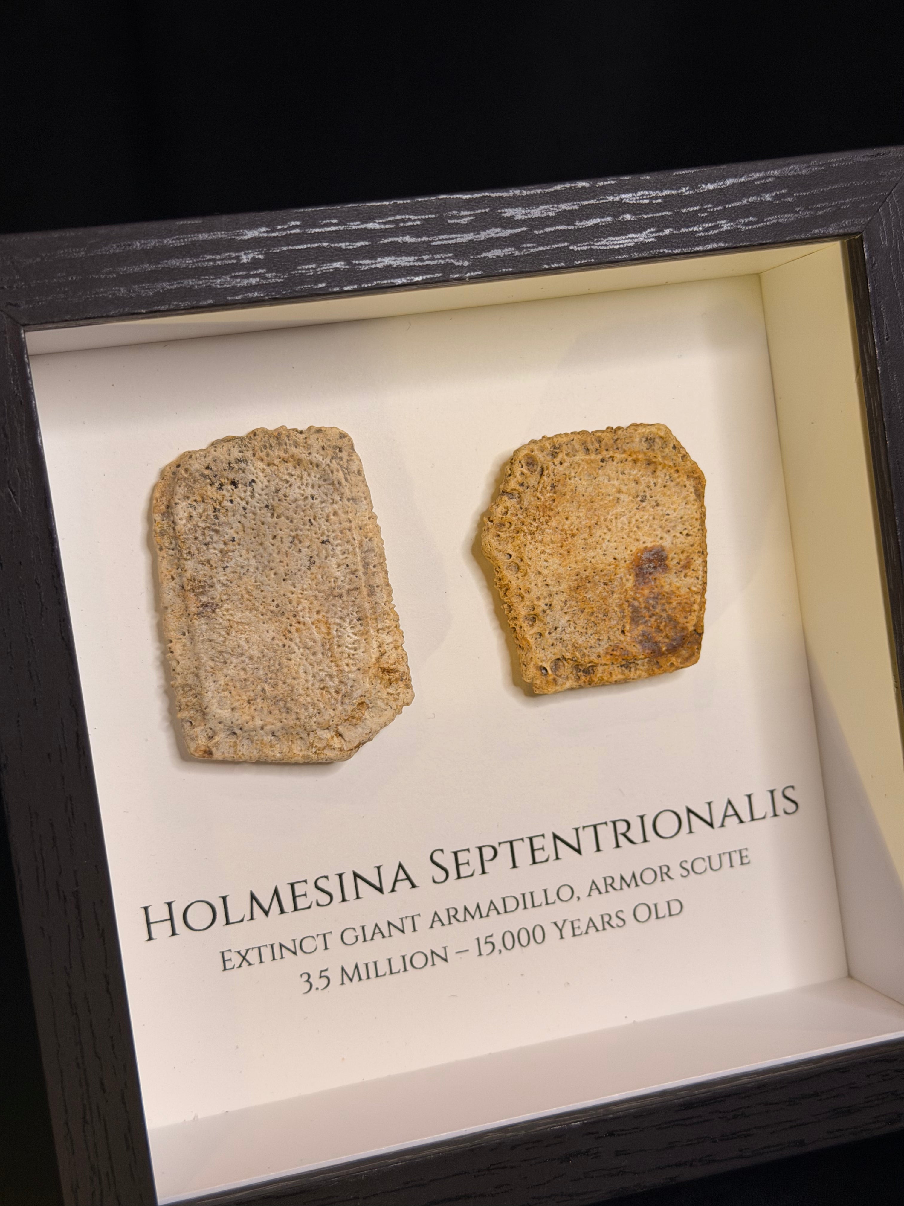 Framed Giant Armadillo scutes