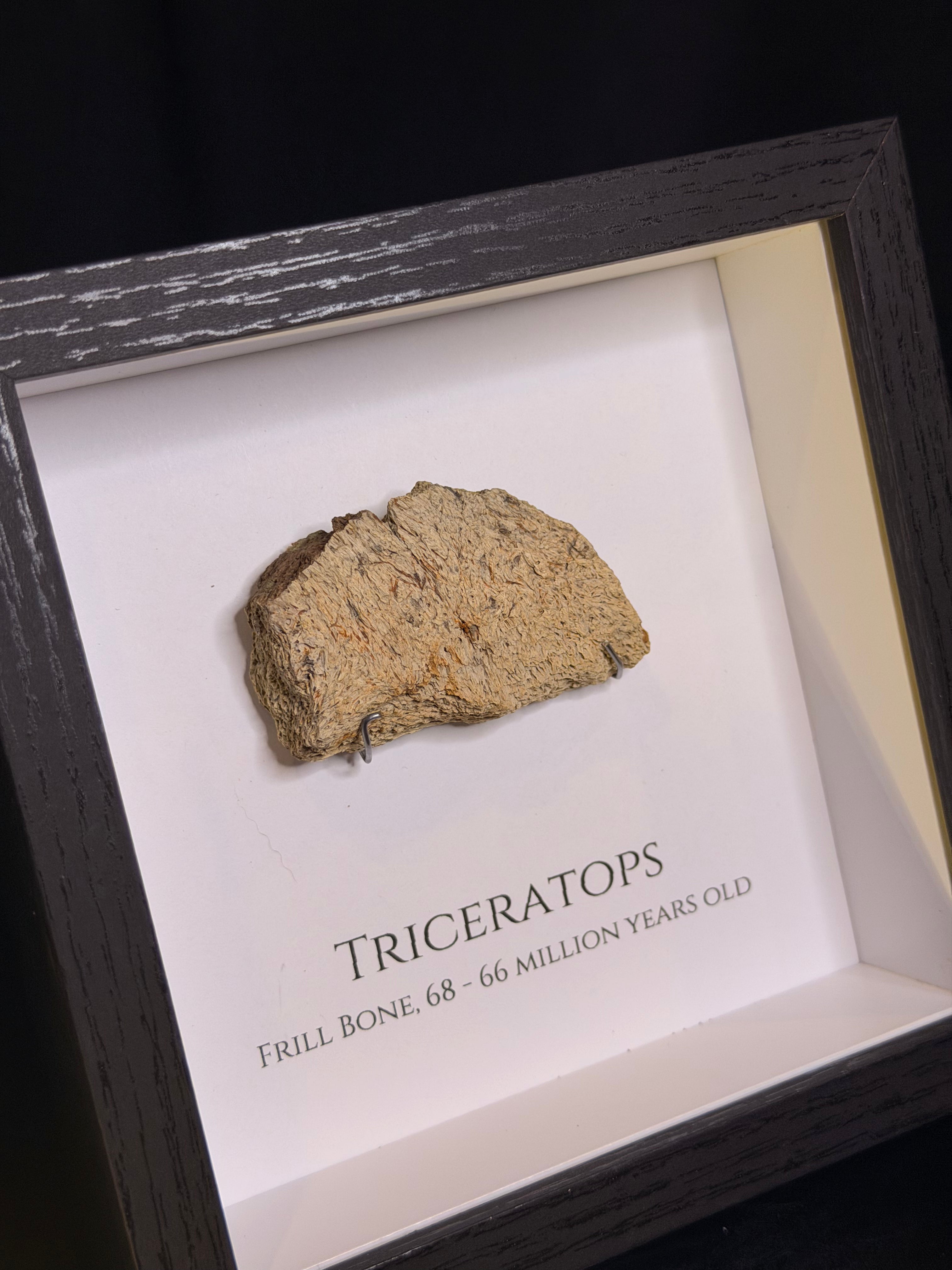 Framed Triceratops Frill fragment - Hell Creek Formation