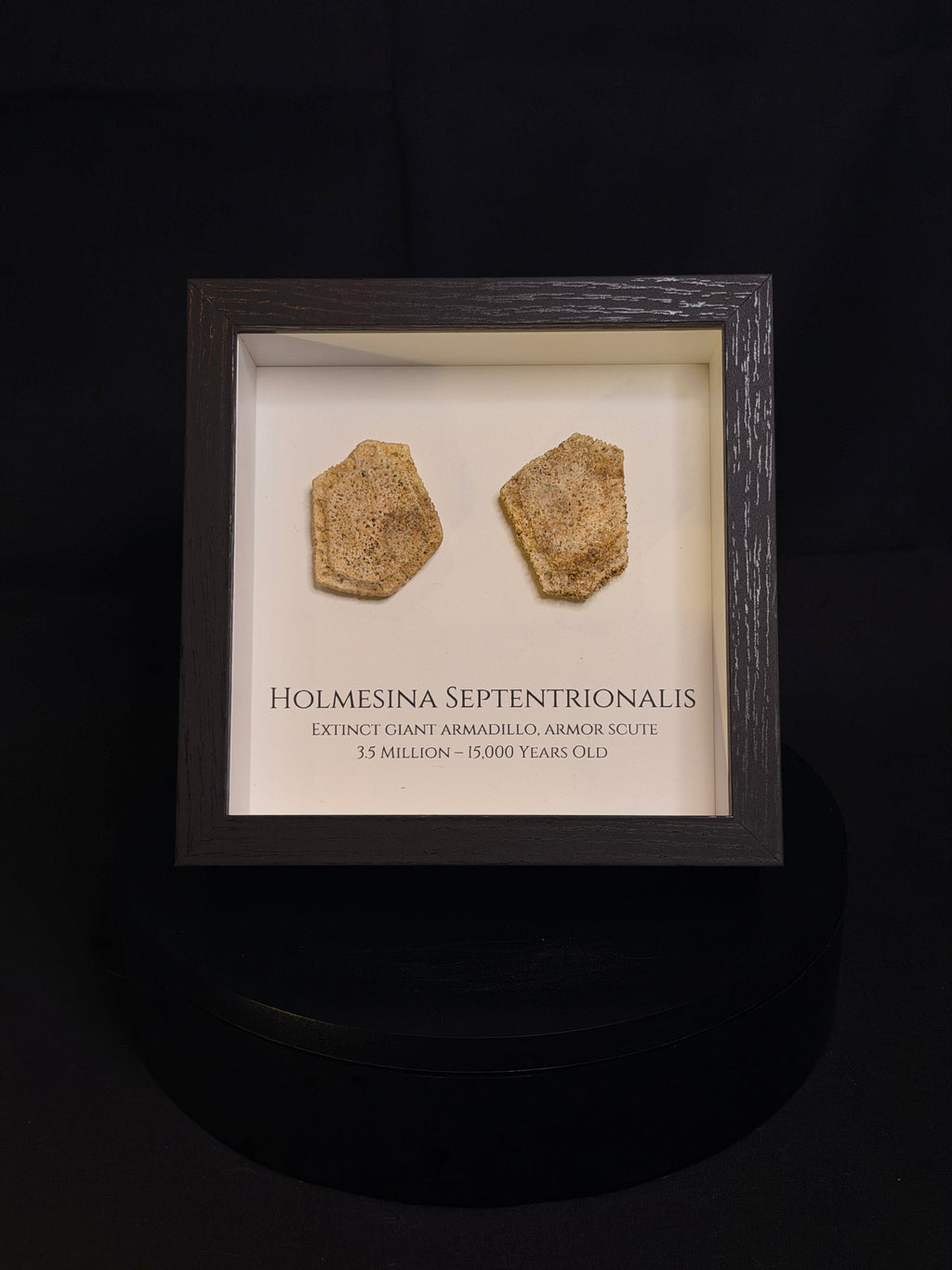 Framed Giant Armadillo scutes