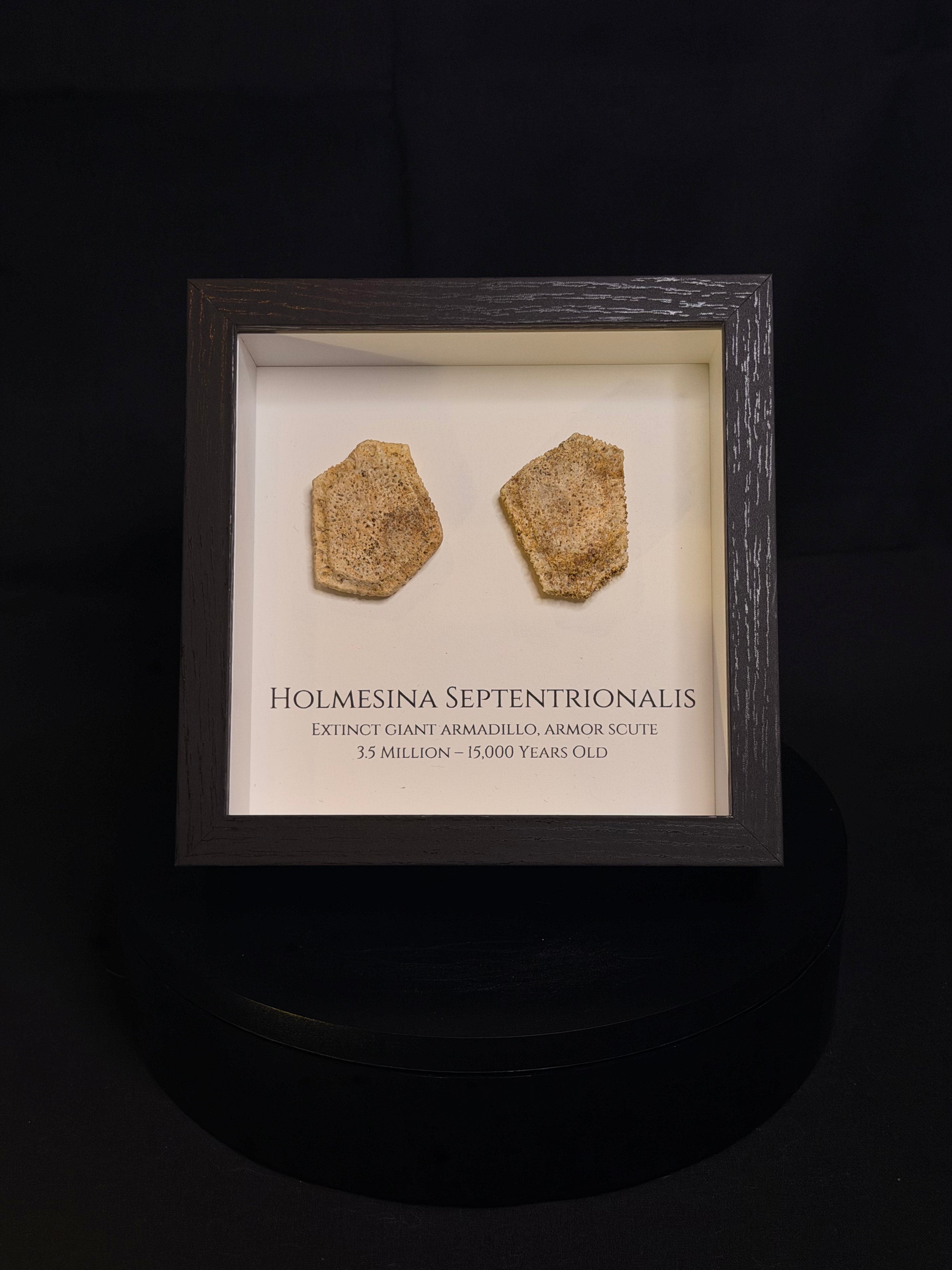 Framed Giant Armadillo scutes