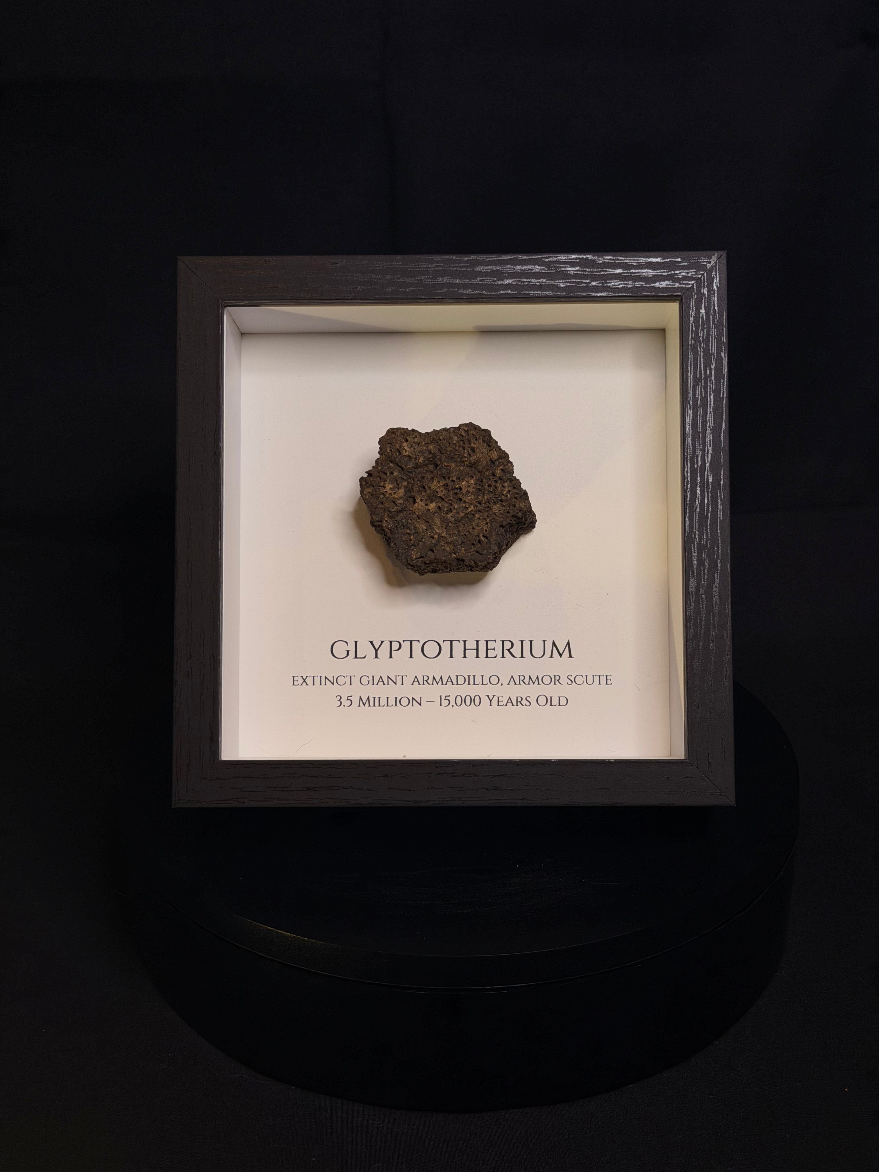 Framed Glyptotherium / Glyptodon scute