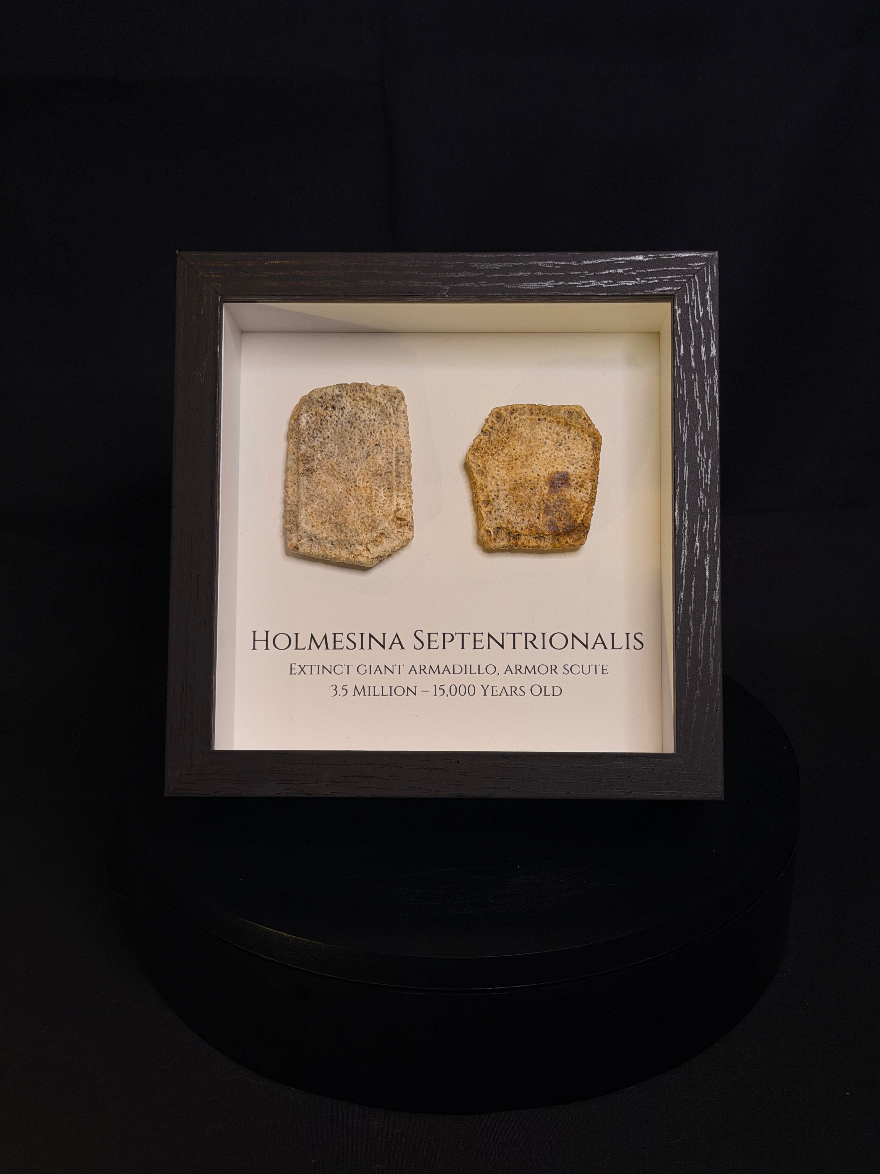 Framed Giant Armadillo scutes