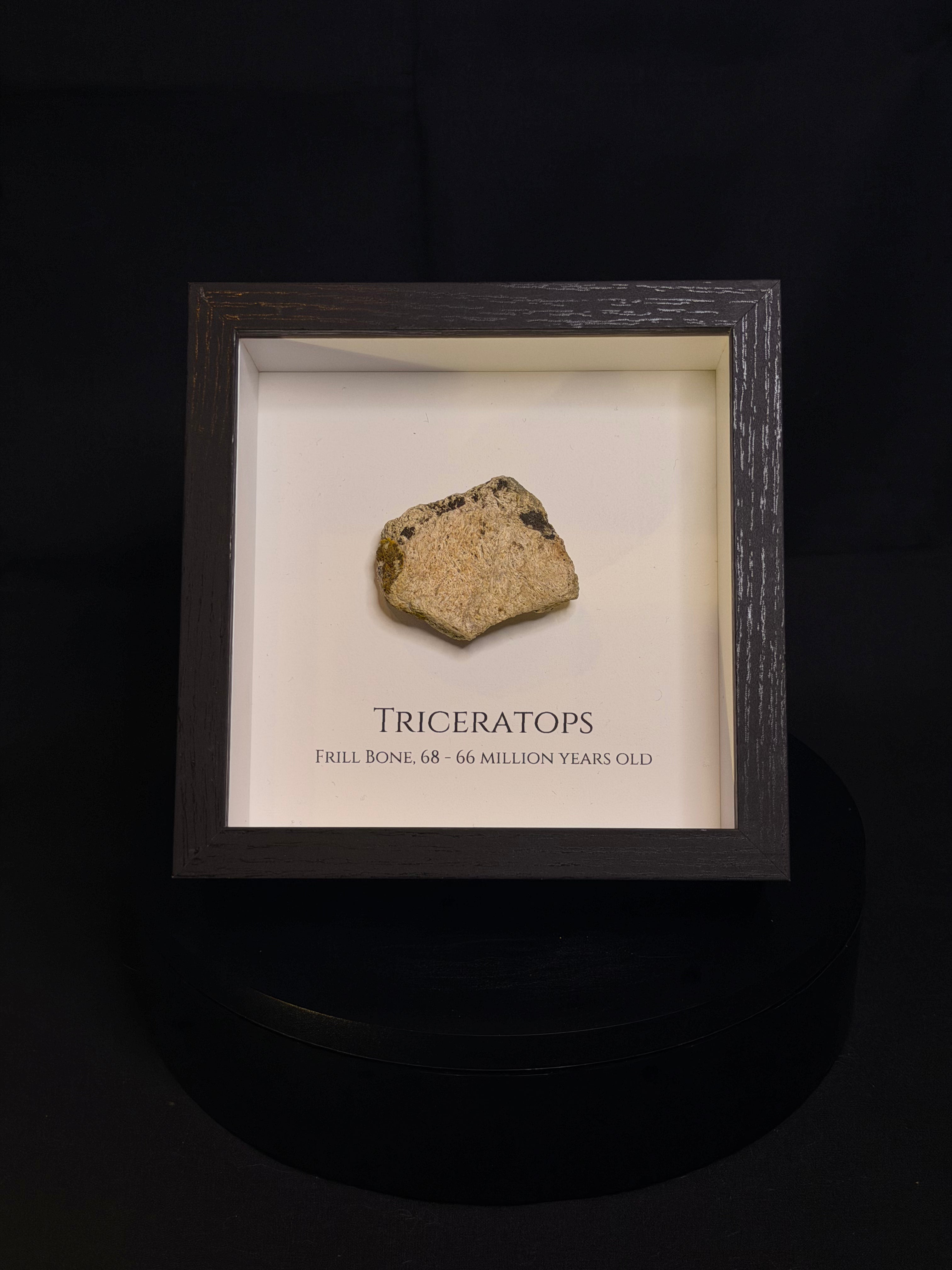 Framed Triceratops Frill fragment - Hell Creek Formation