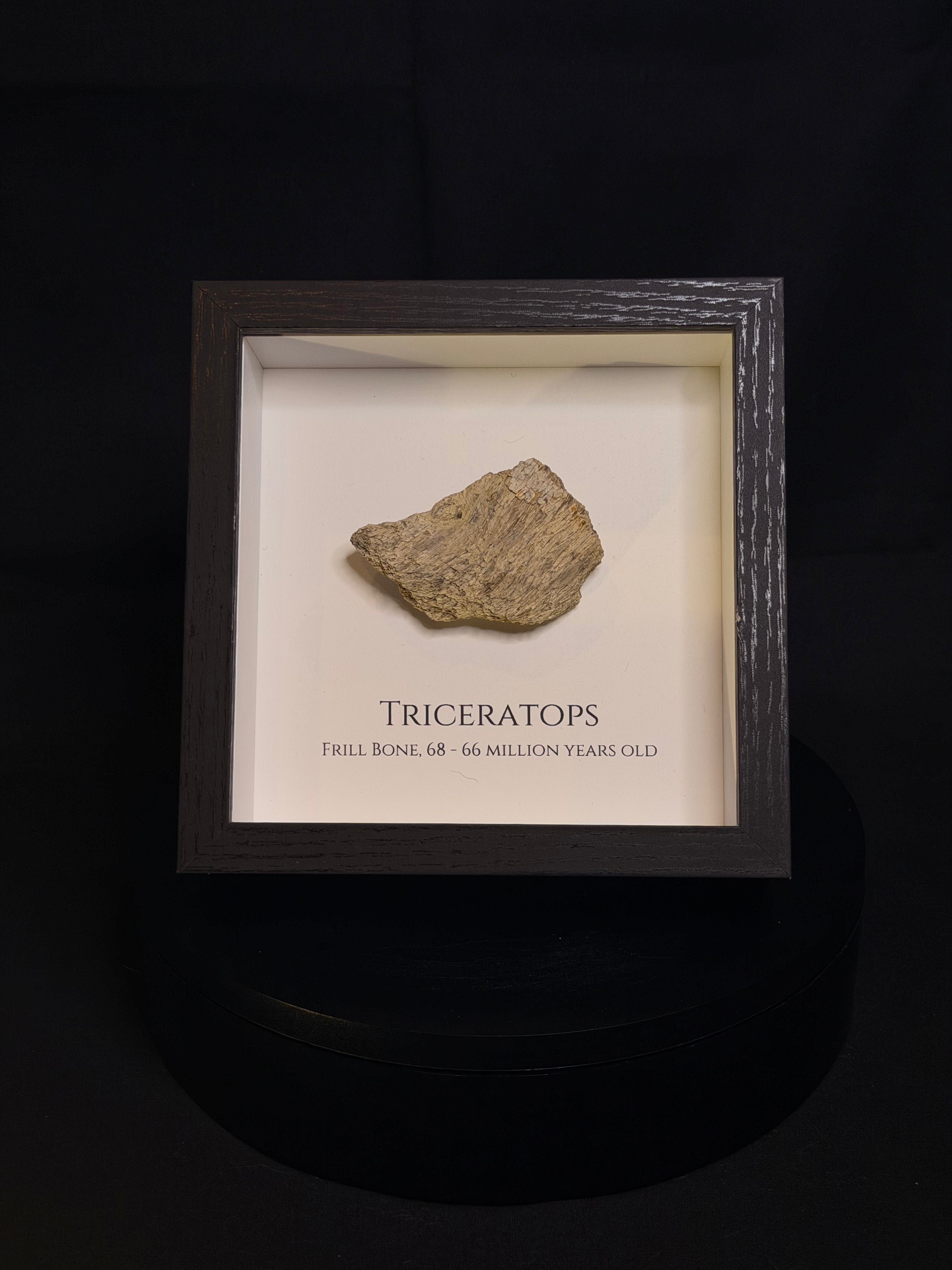 Framed Triceratops Frill fragment - Hell Creek Formation