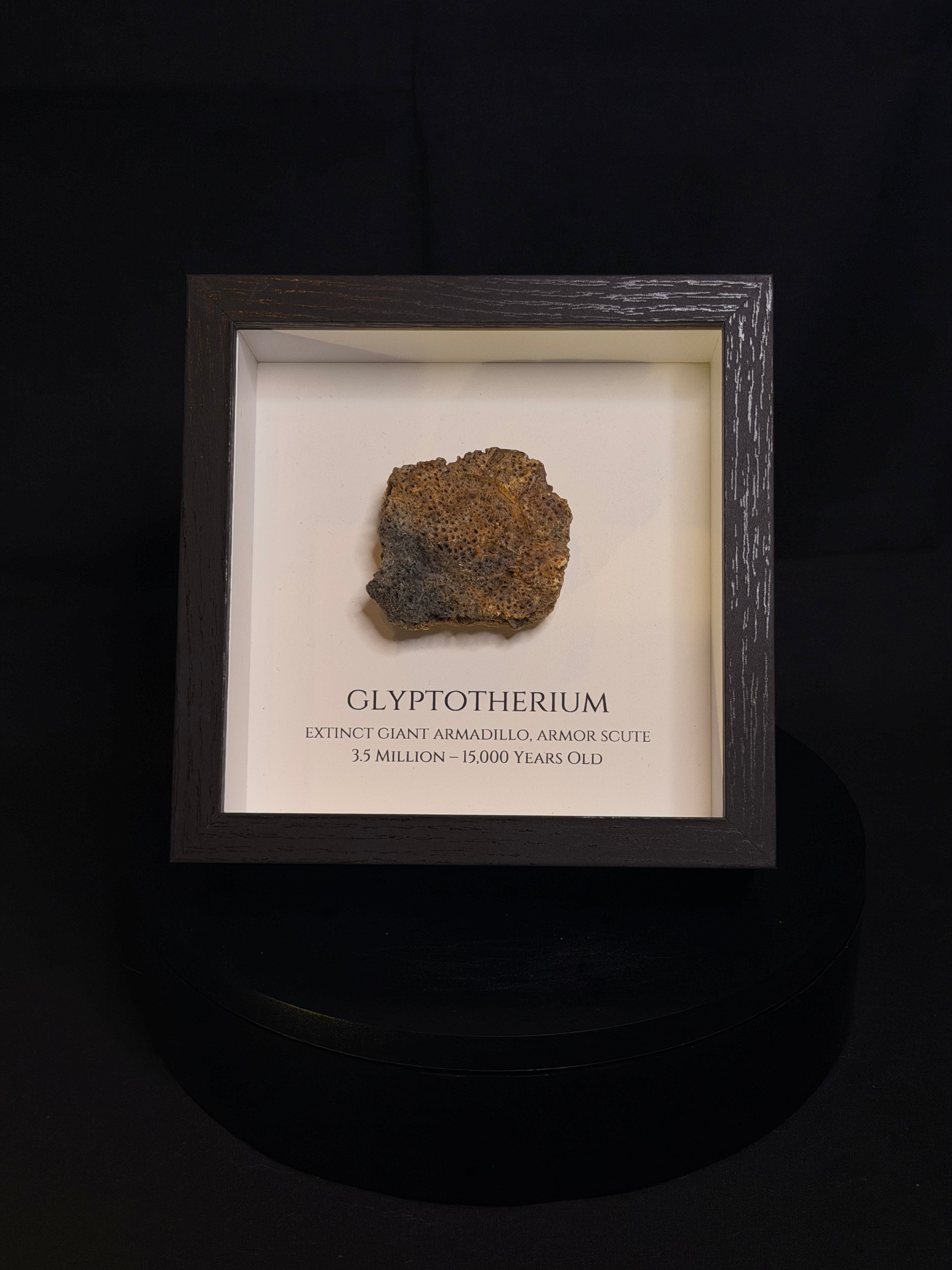 Framed Glyptotherium / Glyptodon scute