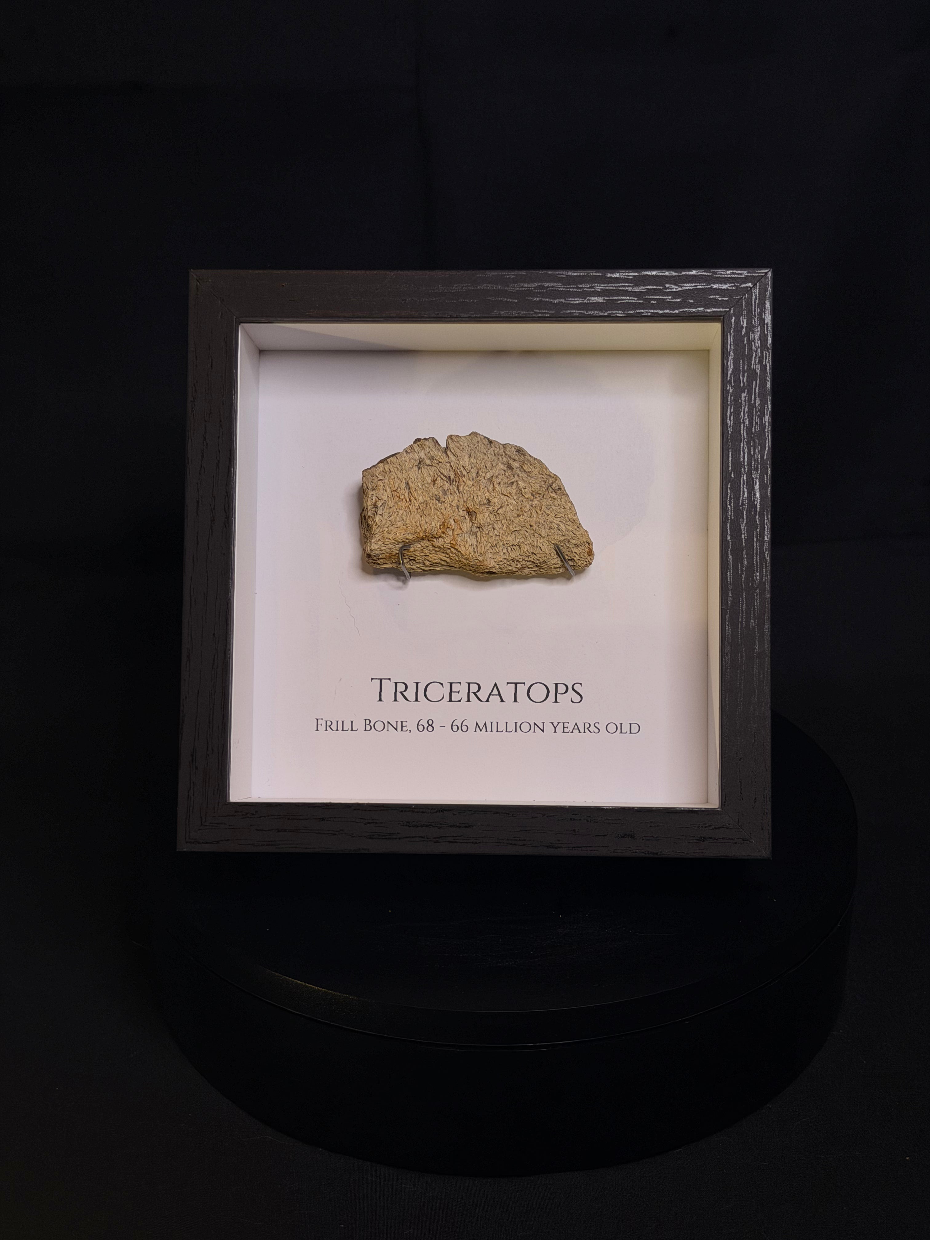 Framed Triceratops Frill fragment - Hell Creek Formation