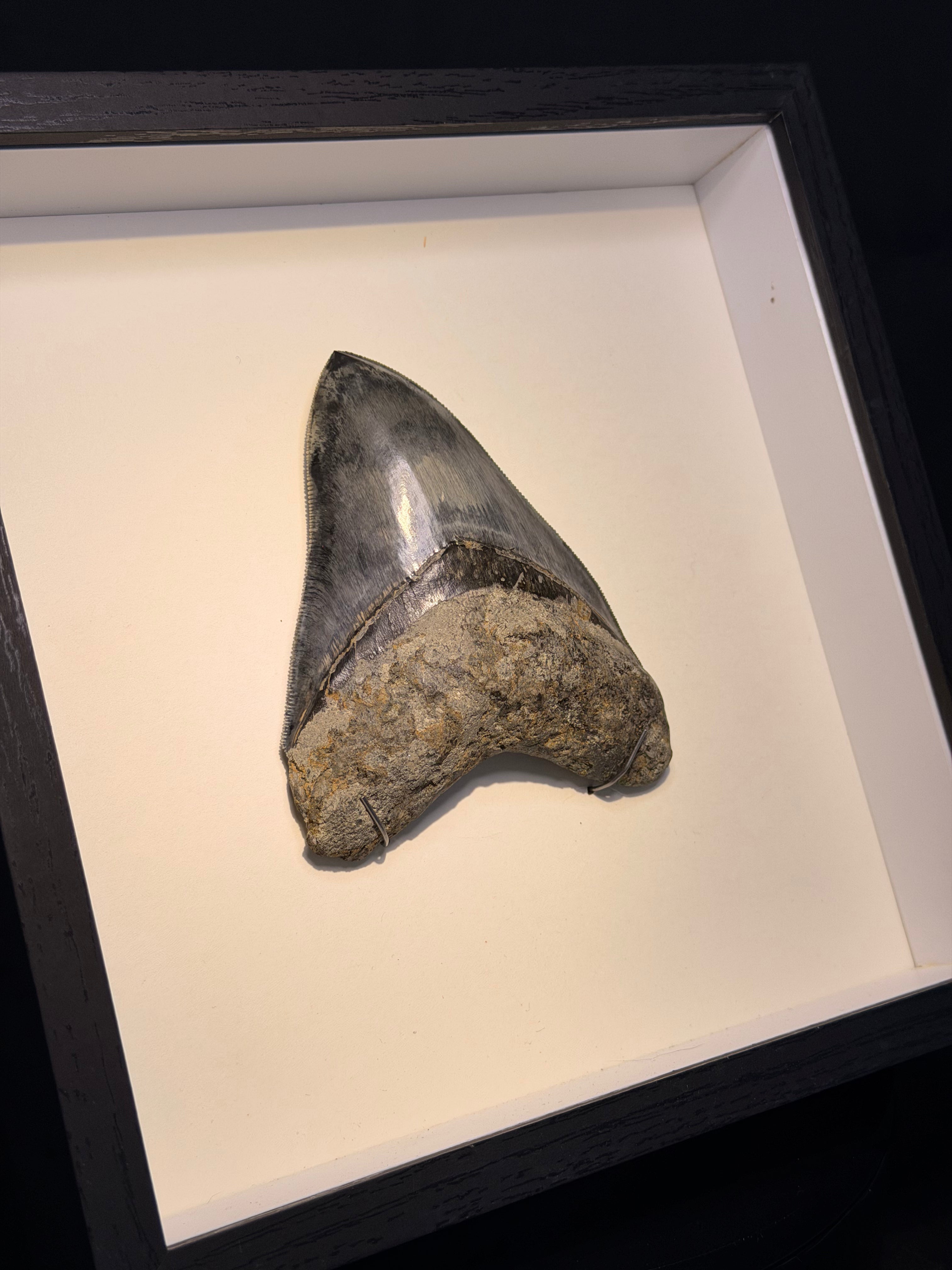 Framed Megalodon Tooth – 4.62” – Indonesia