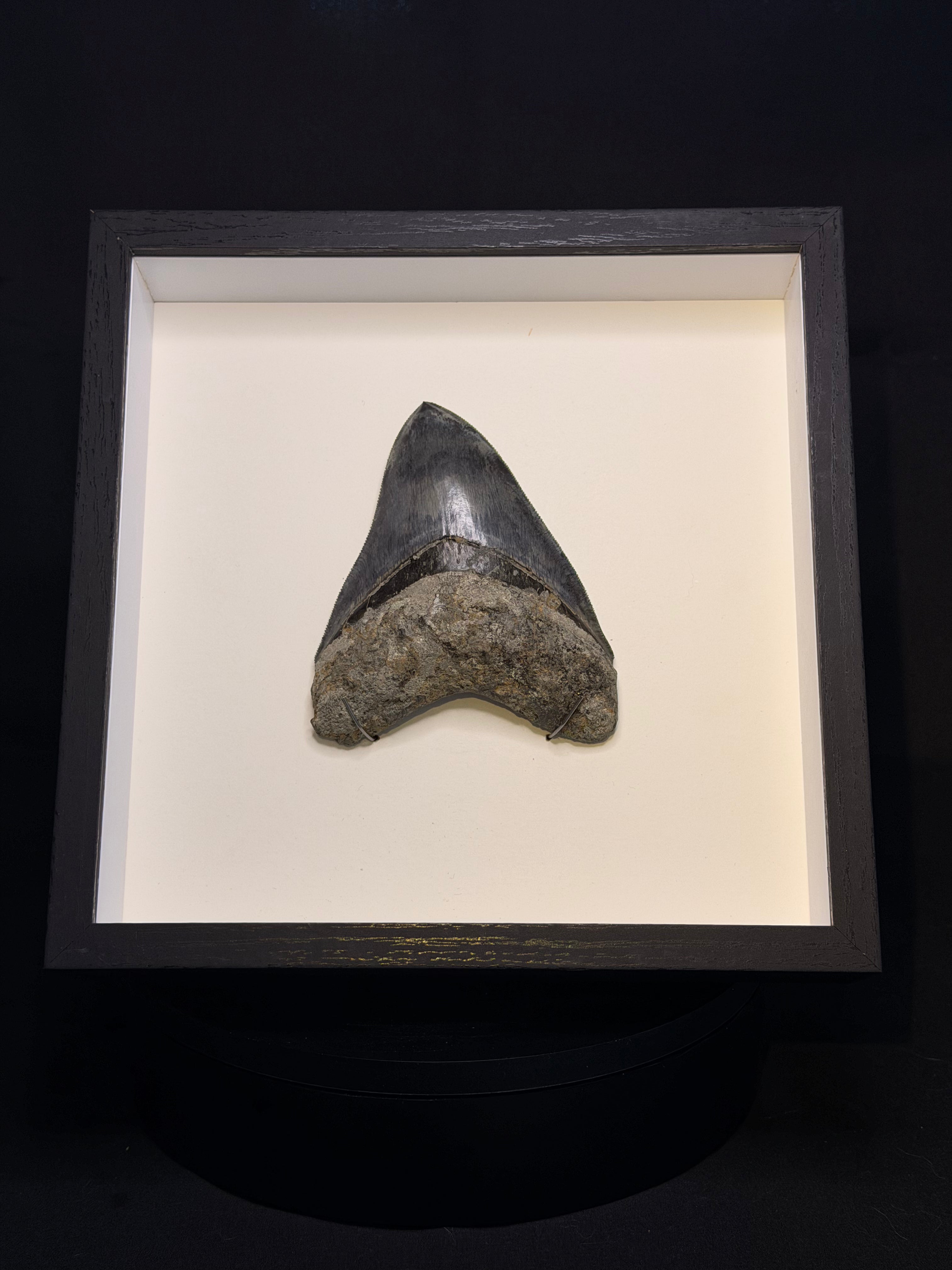 Framed Megalodon Tooth – 4.62” – Indonesia