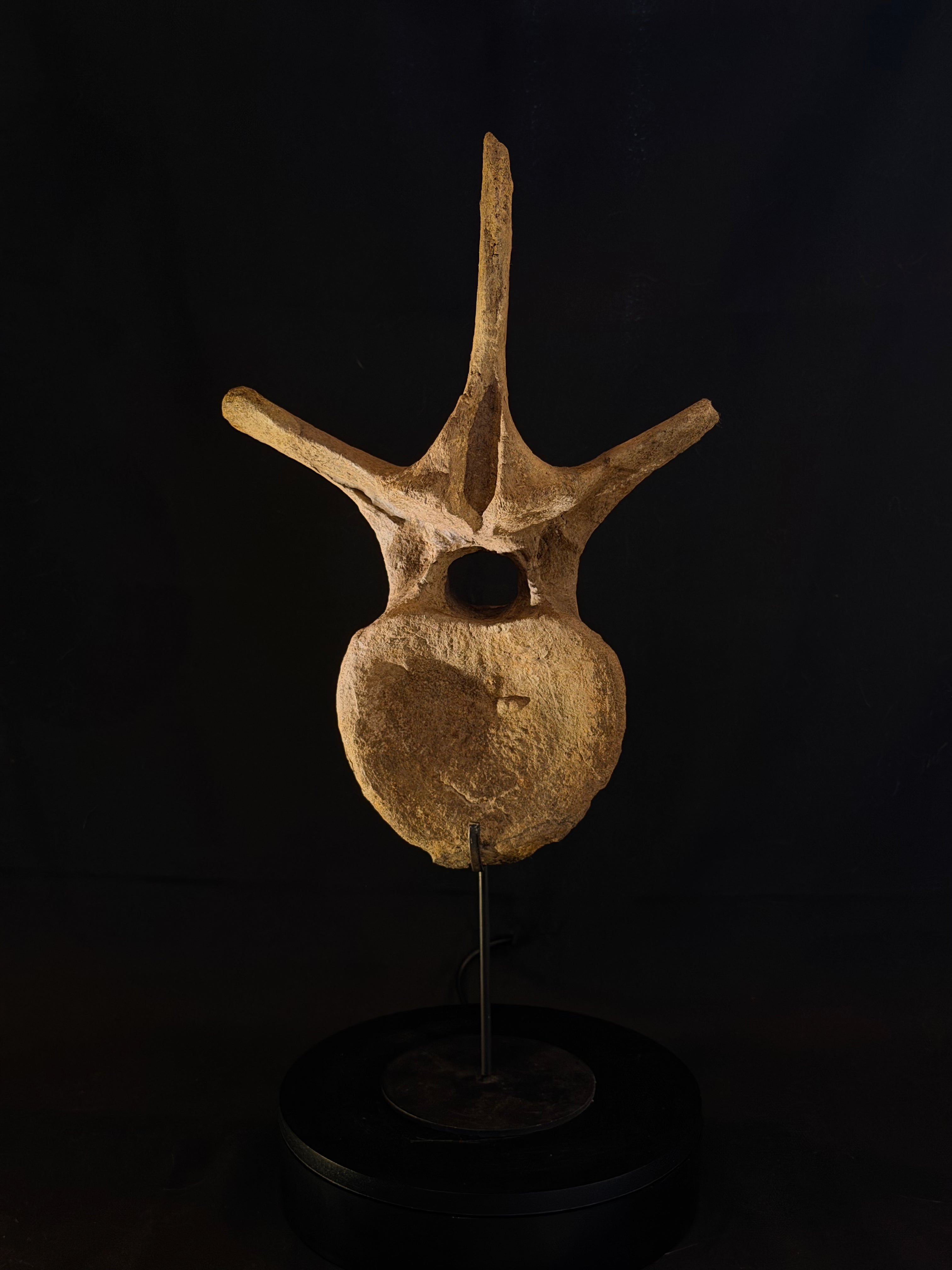 Hadrosaur Dorsal Vertebra - Hell Creek Formation