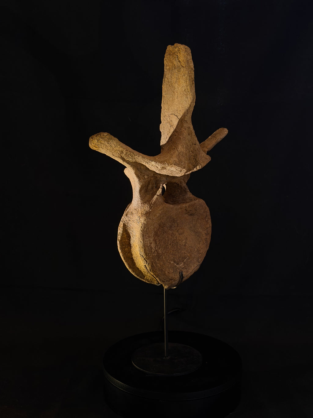 Hadrosaur Dorsal Vertebra - Hell Creek Formation