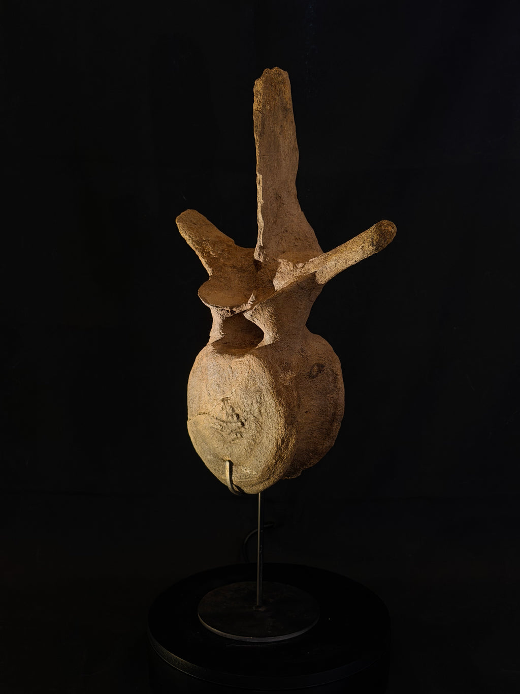 Hadrosaur Dorsal Vertebra - Hell Creek Formation