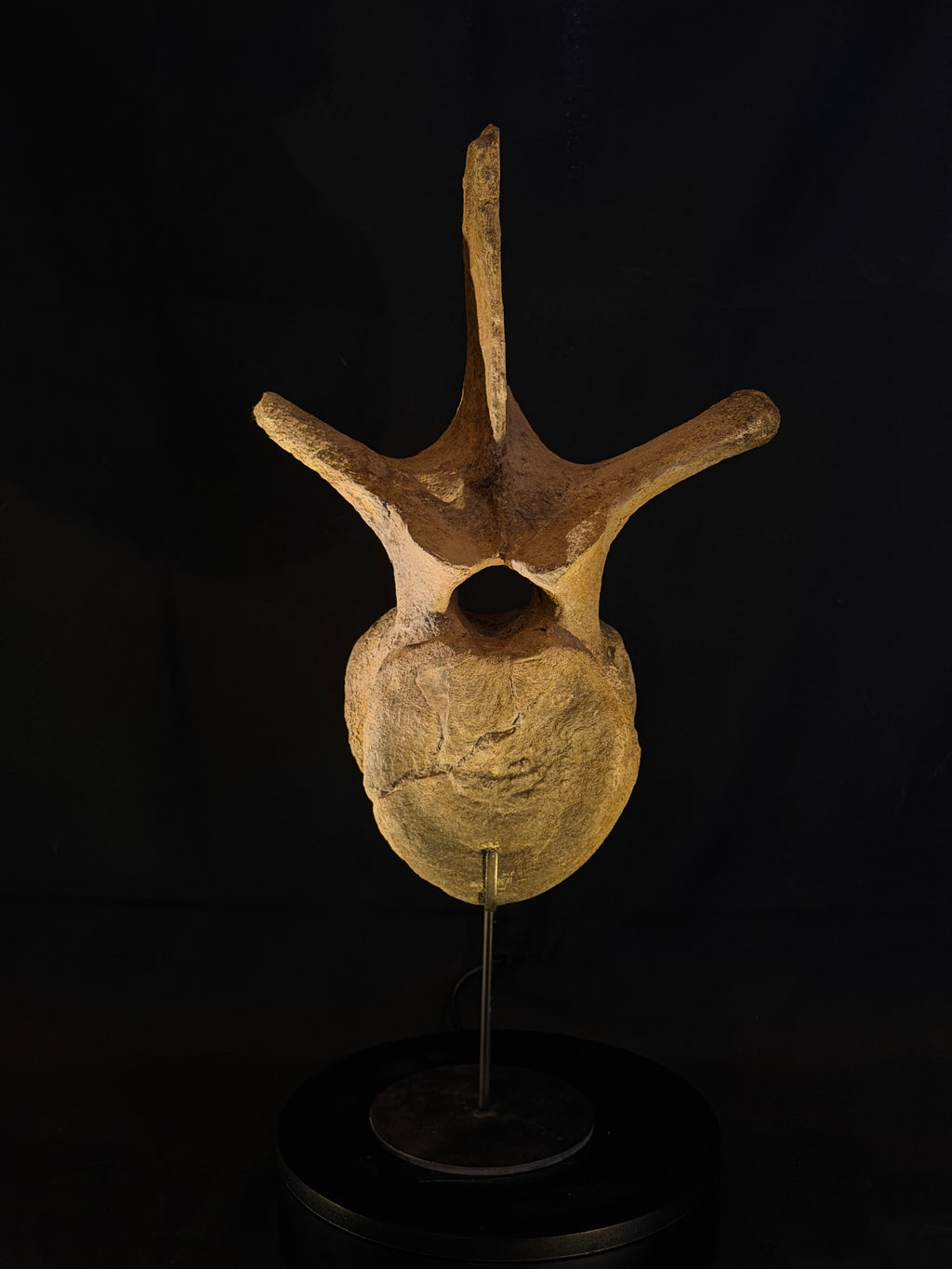Hadrosaur Dorsal Vertebra - Hell Creek Formation
