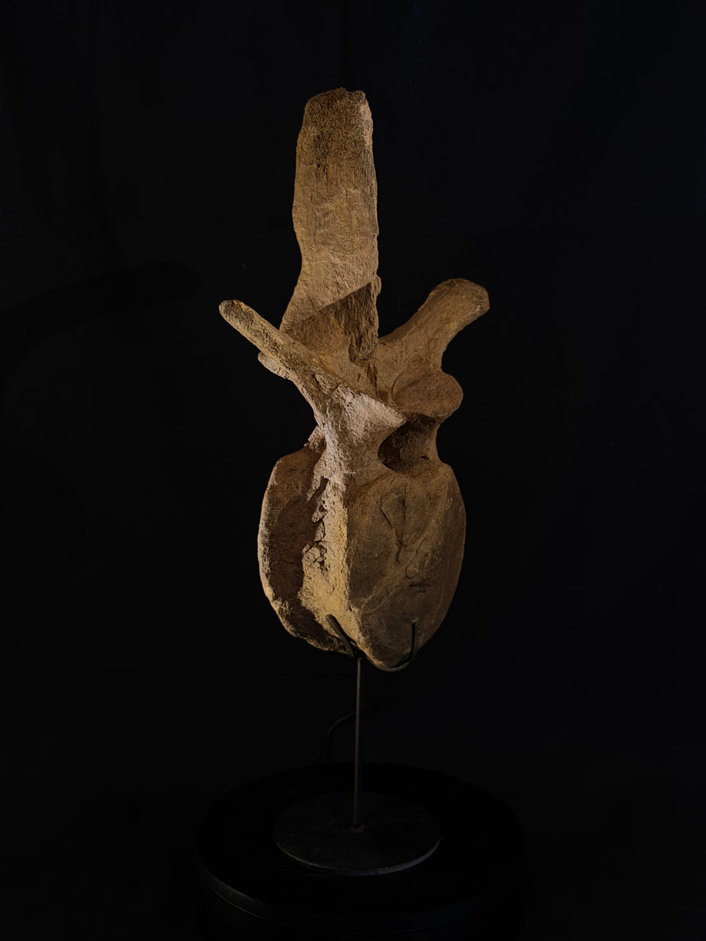 Hadrosaur Dorsal Vertebra - Hell Creek Formation