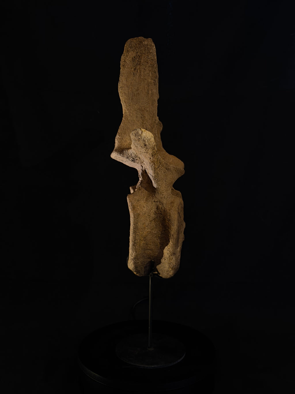 Hadrosaur Dorsal Vertebra - Hell Creek Formation