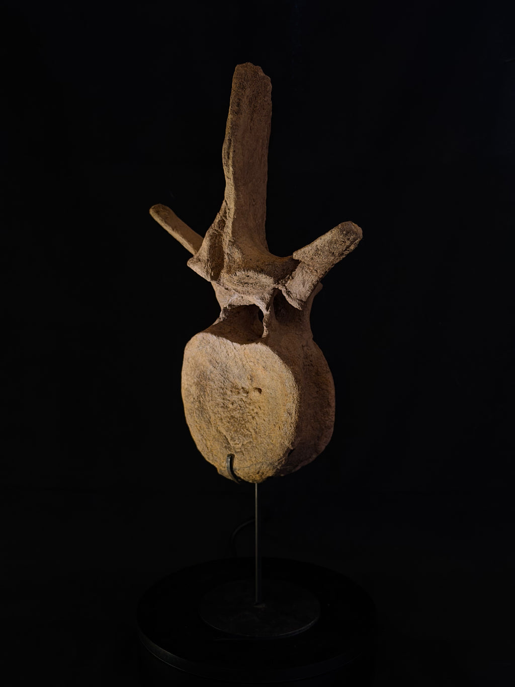 Hadrosaur Dorsal Vertebra - Hell Creek Formation