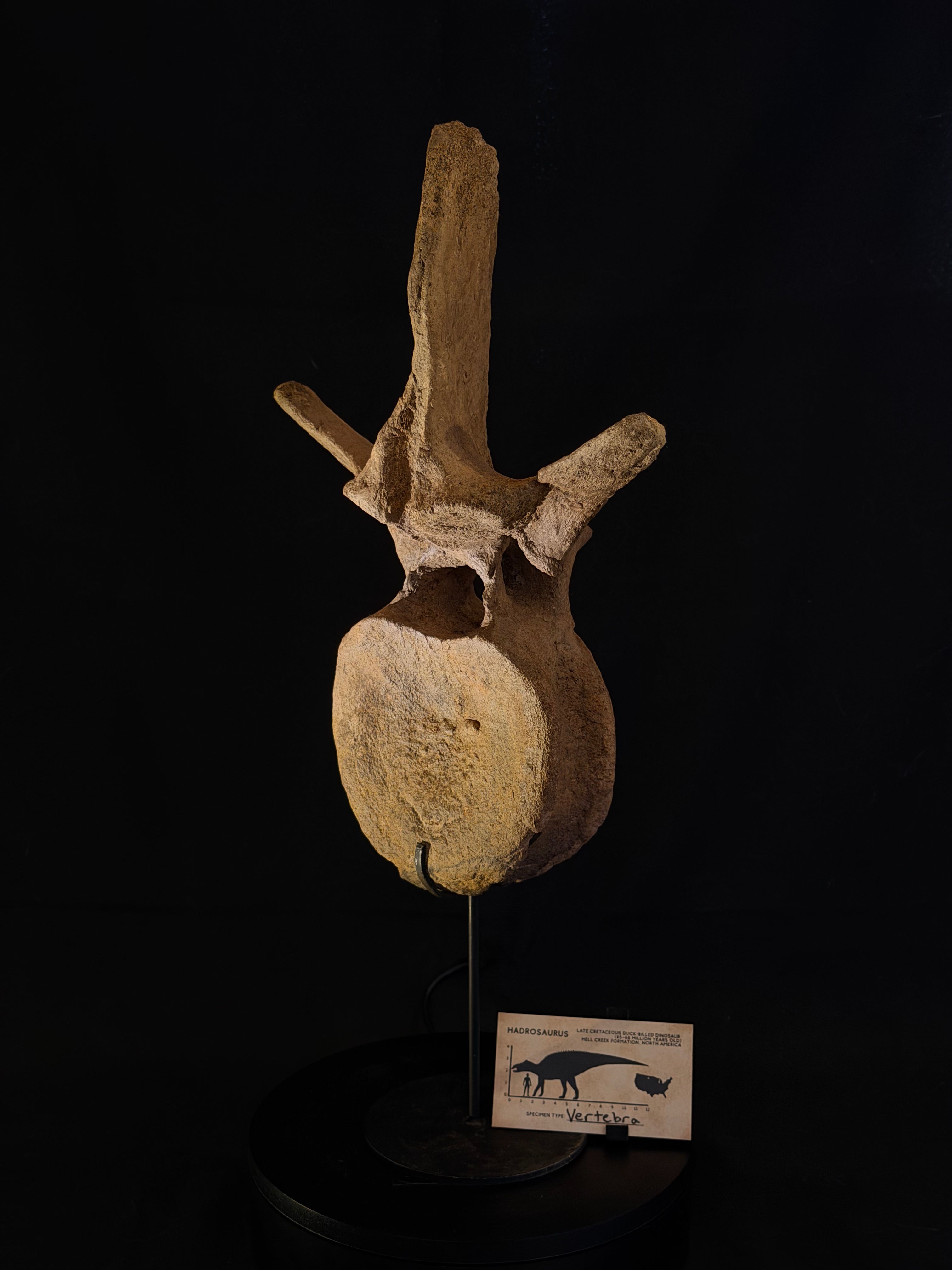 Hadrosaur Dorsal Vertebra - Hell Creek Formation