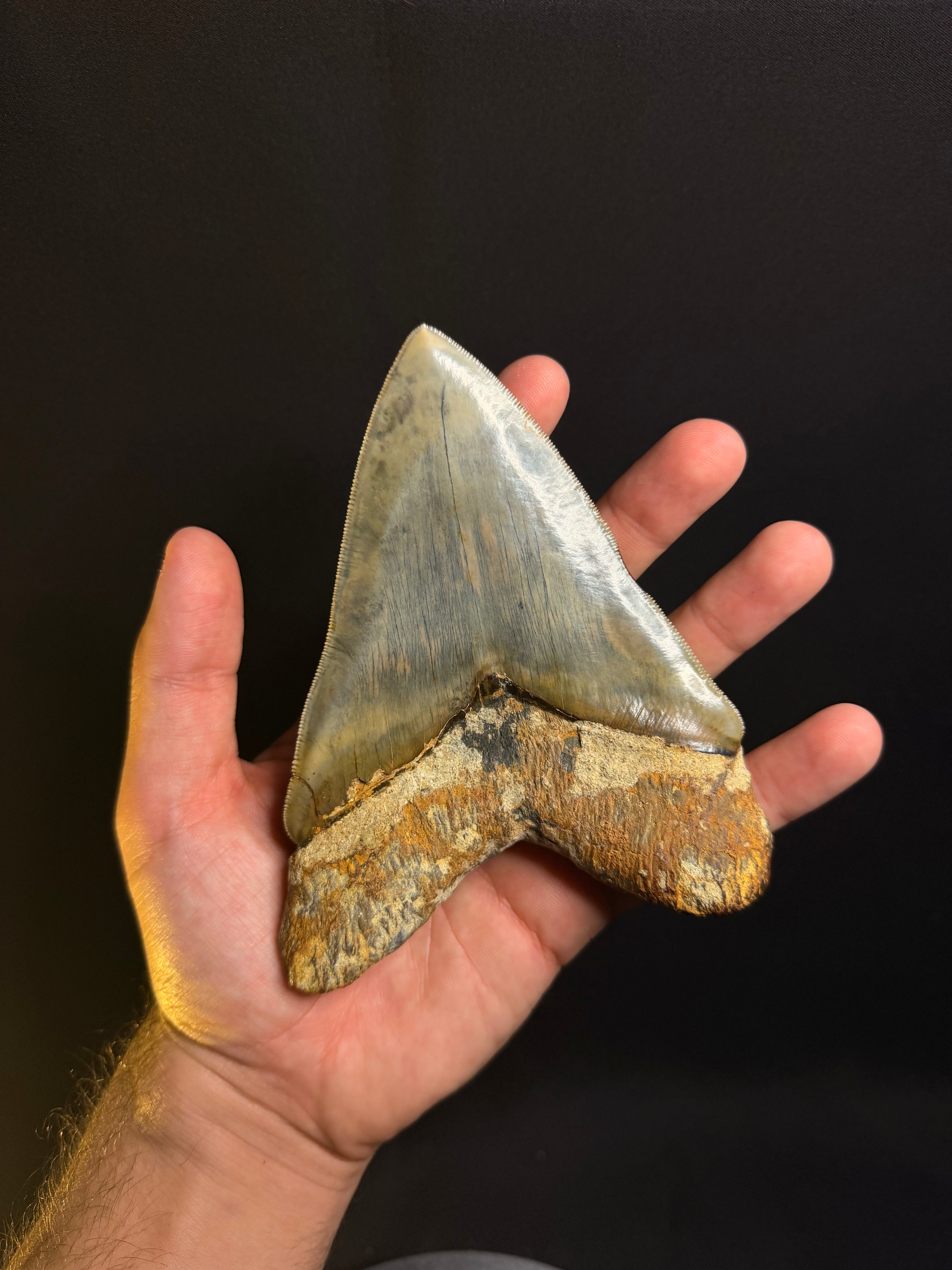 Megalodon Tooth – 5.50” – Indonesia