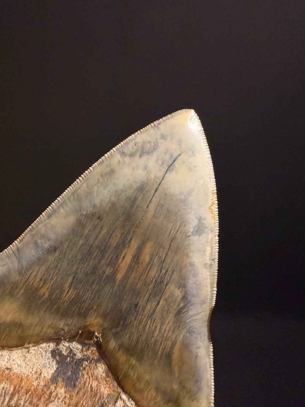 Megalodon Tooth – 5.50” – Indonesia