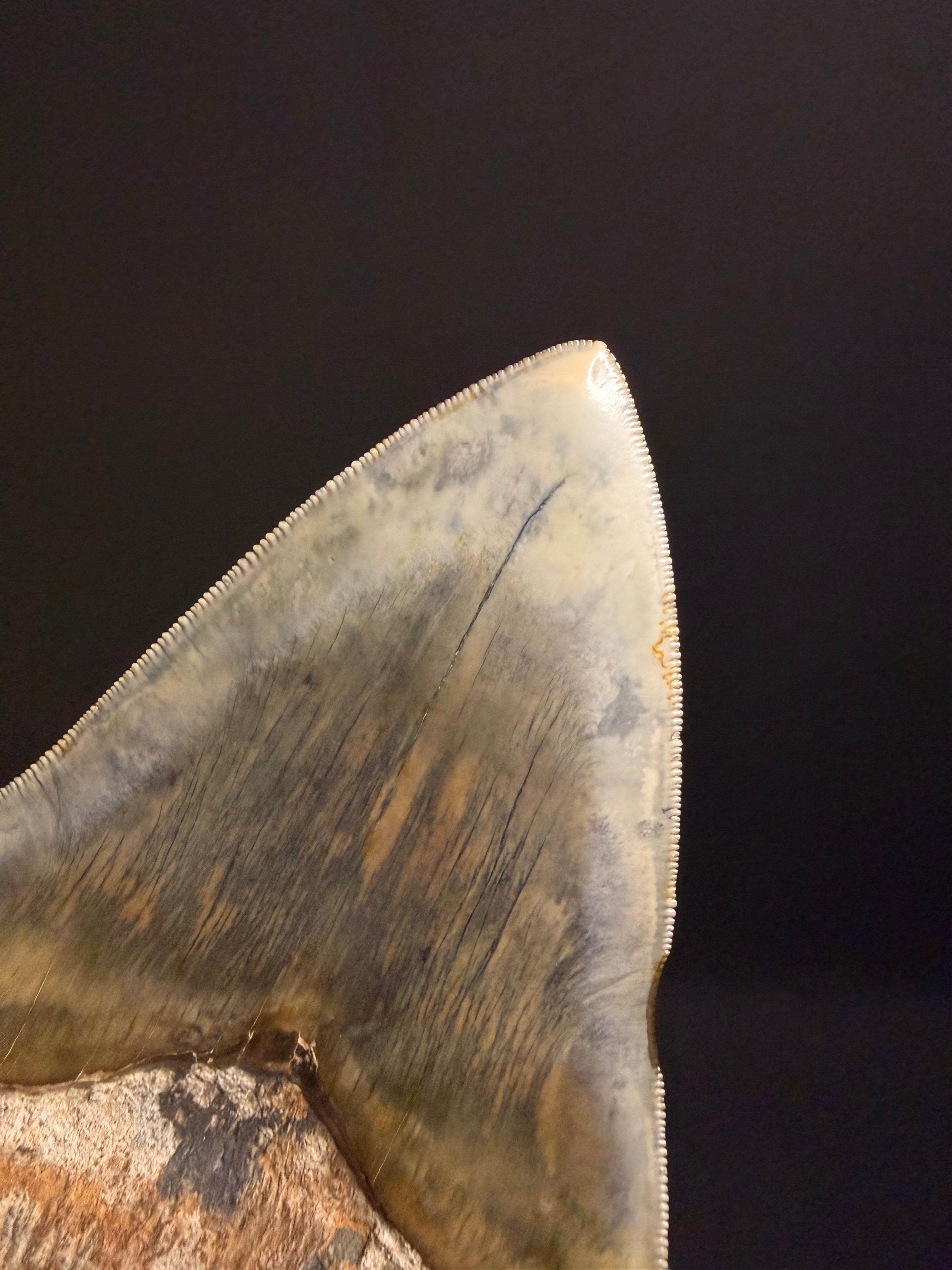 Megalodon Tooth – 5.50” – Indonesia