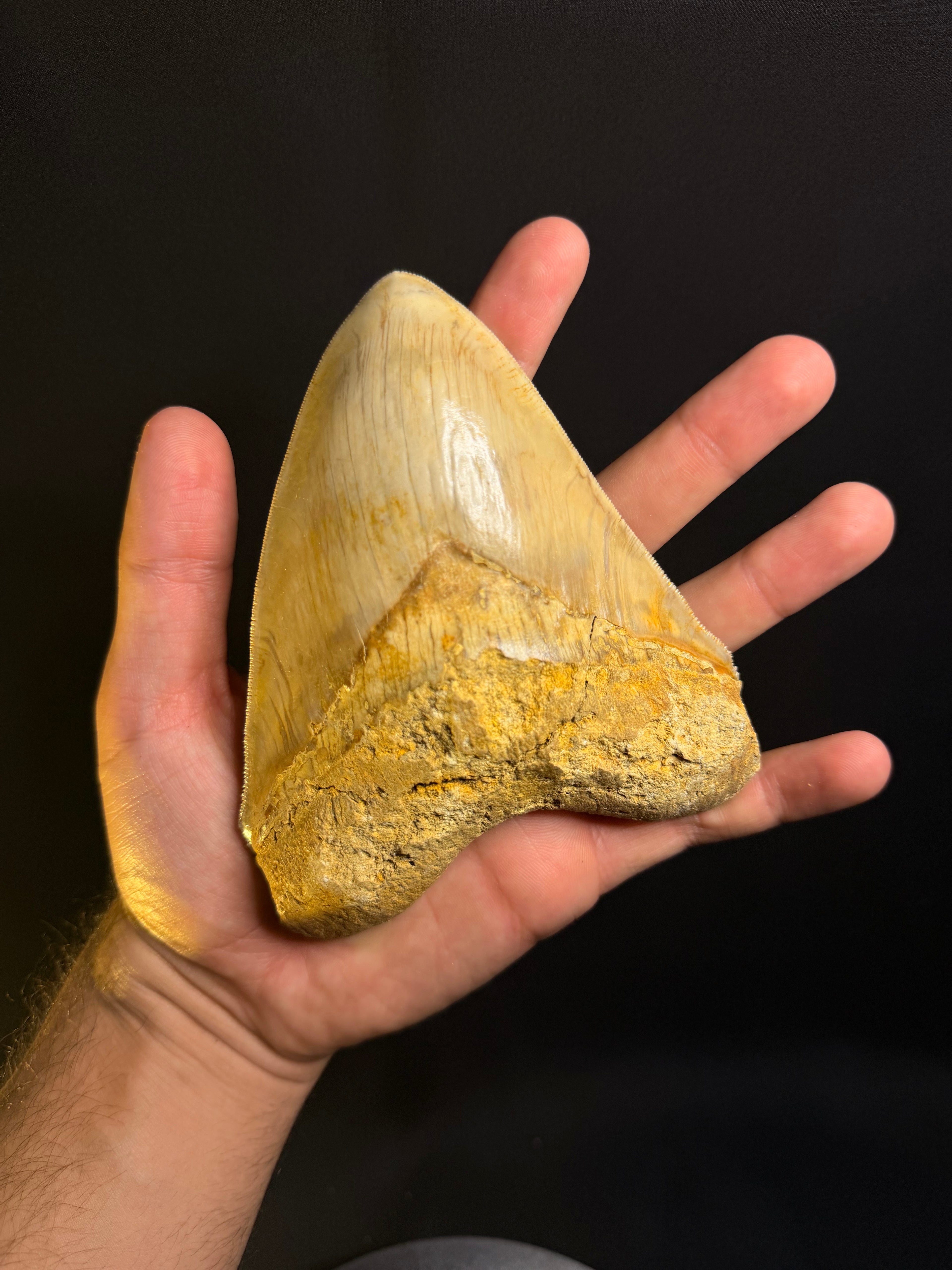 Megalodon Tooth – 5.41” – Indonesia