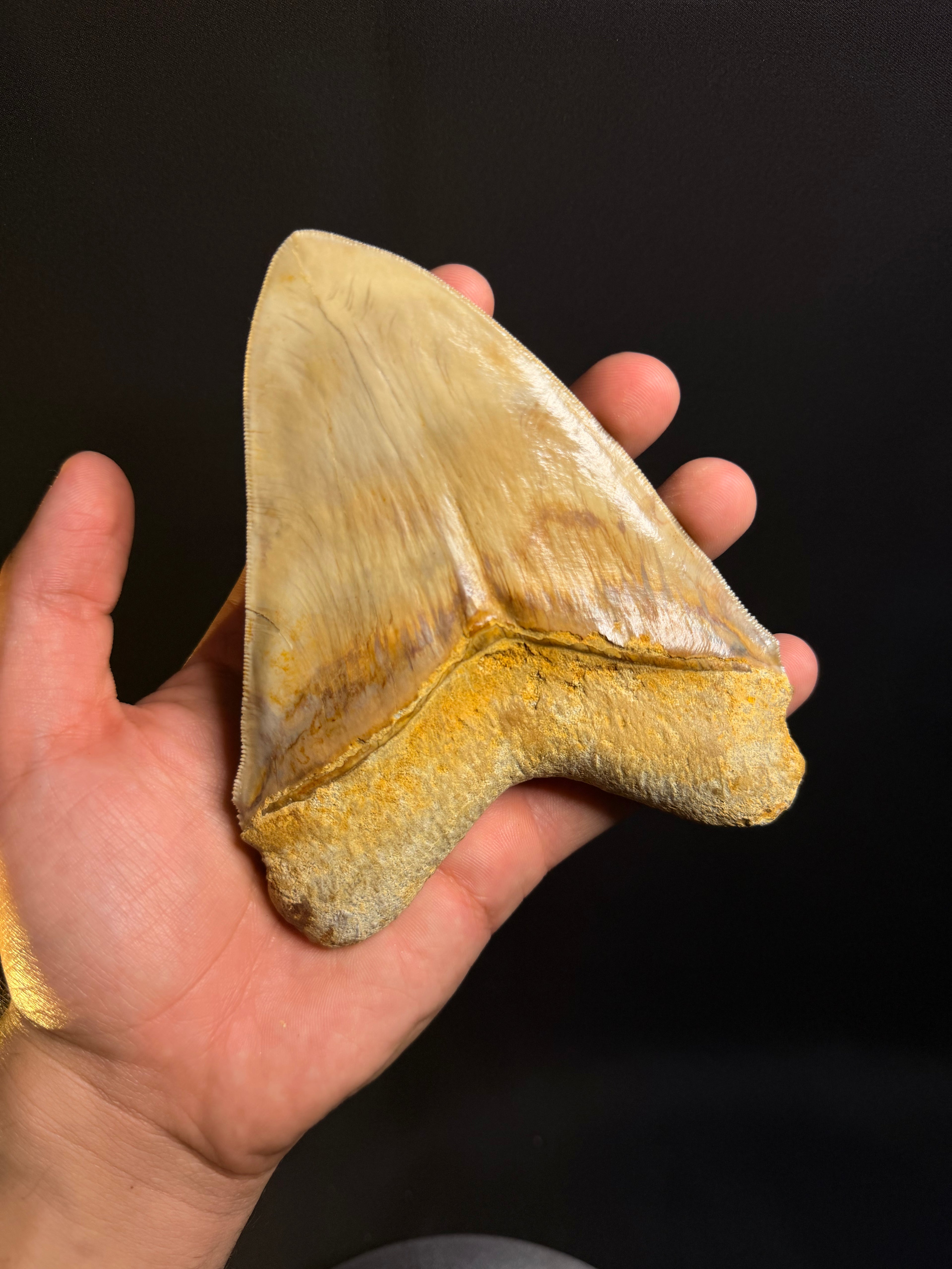 Megalodon Tooth – 5.41” – Indonesia