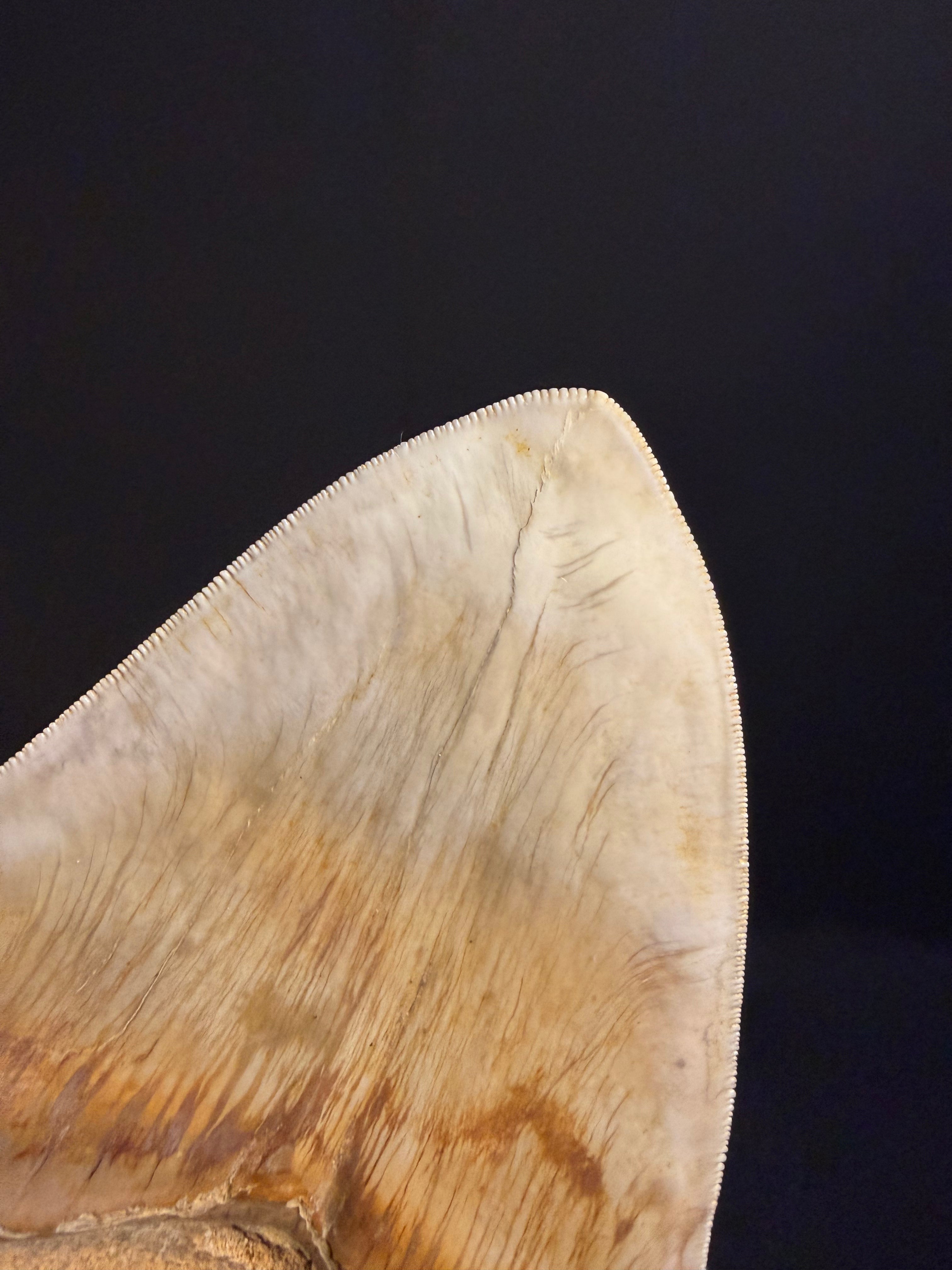 Megalodon Tooth – 5.41” – Indonesia