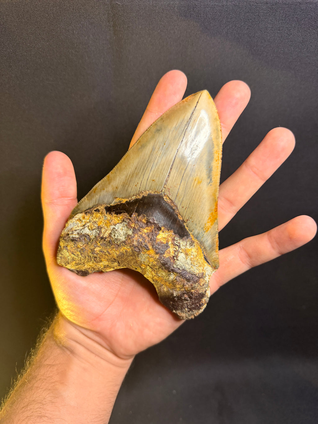 Megalodon Tooth – 5.49” – Indonesia