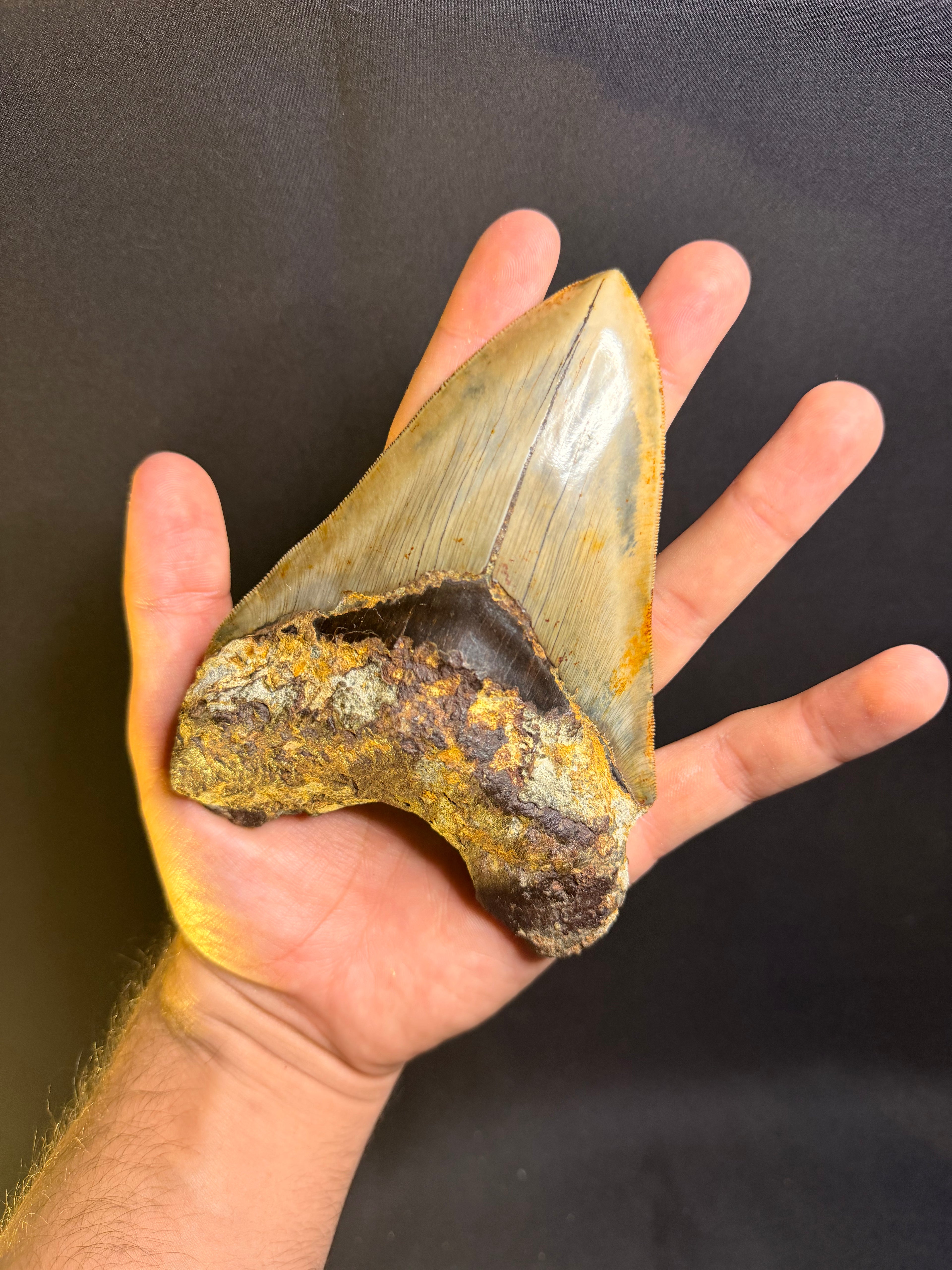 Megalodon Tooth – 5.49” – Indonesia