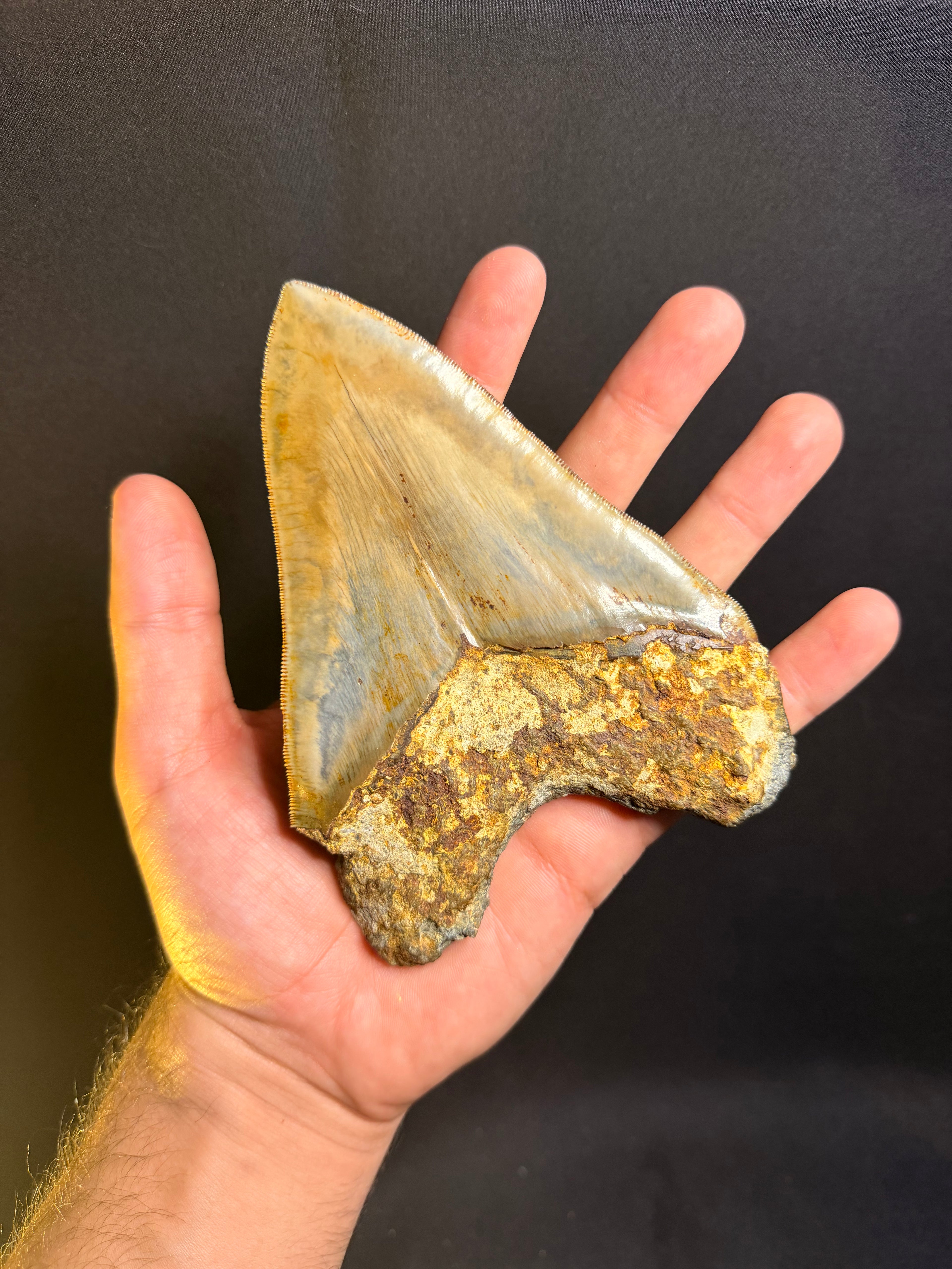 Megalodon Tooth – 5.49” – Indonesia