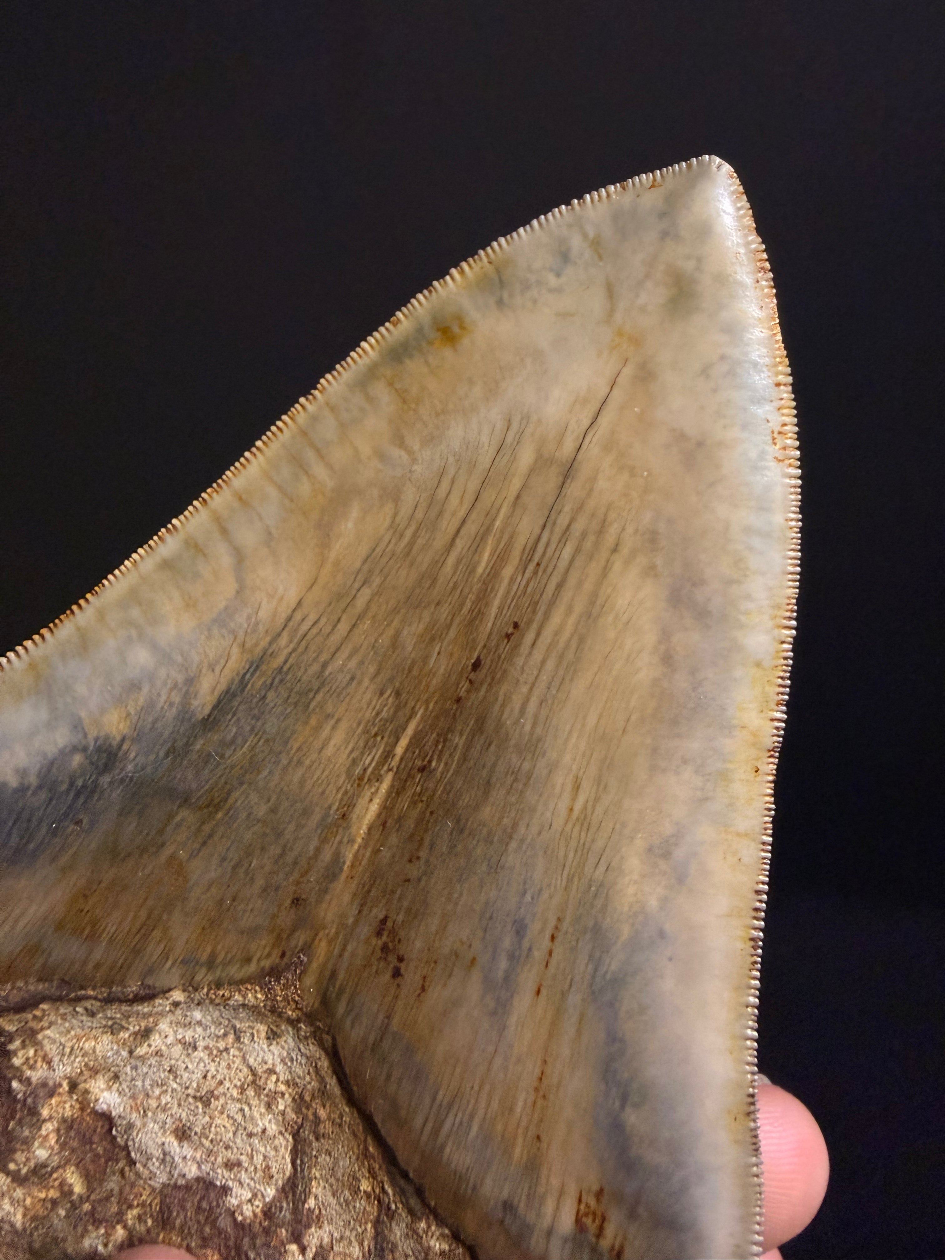 Megalodon Tooth – 5.49” – Indonesia