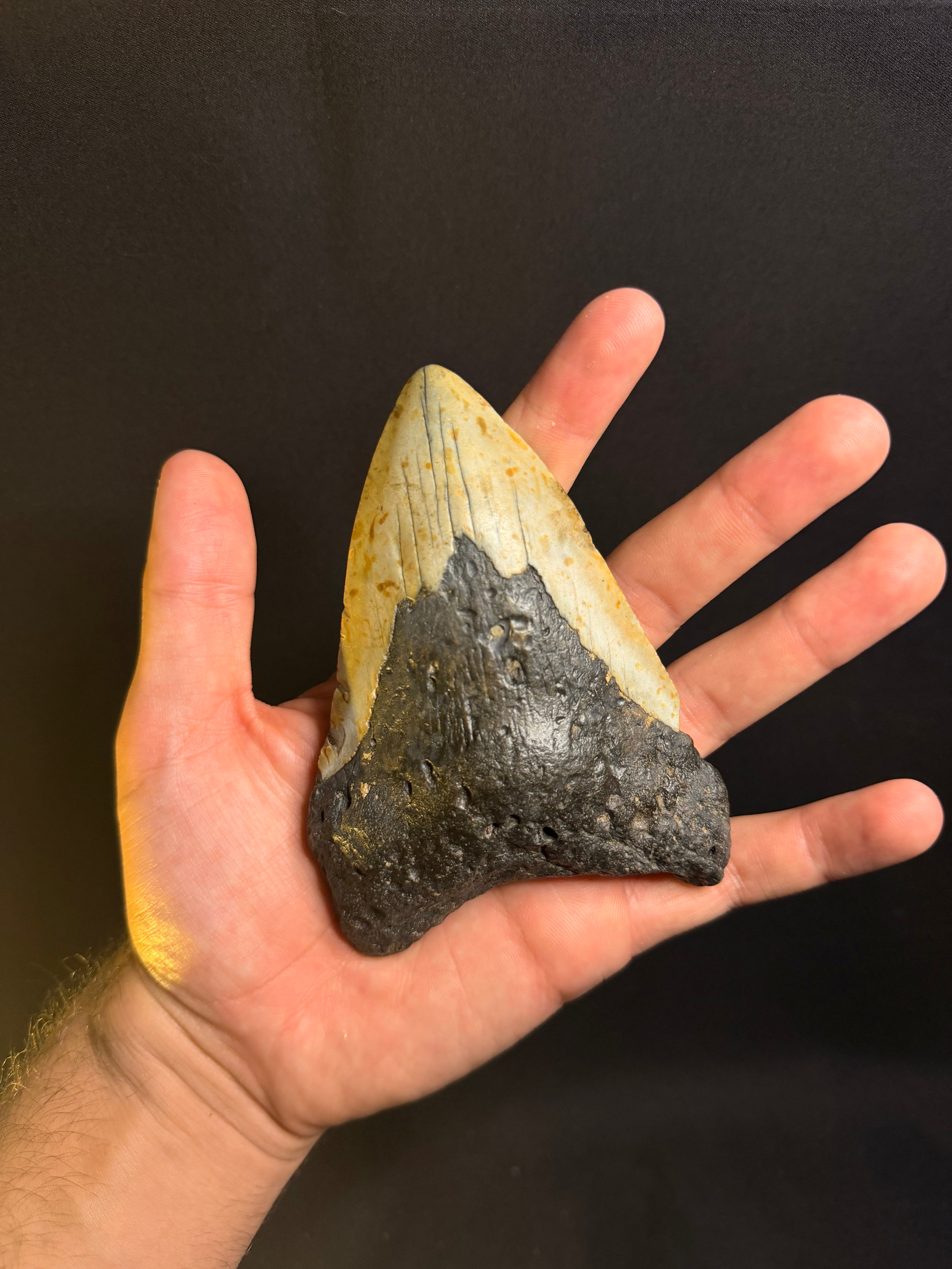 Megalodon Tooth – 4.79” – Ledge, North Carolina