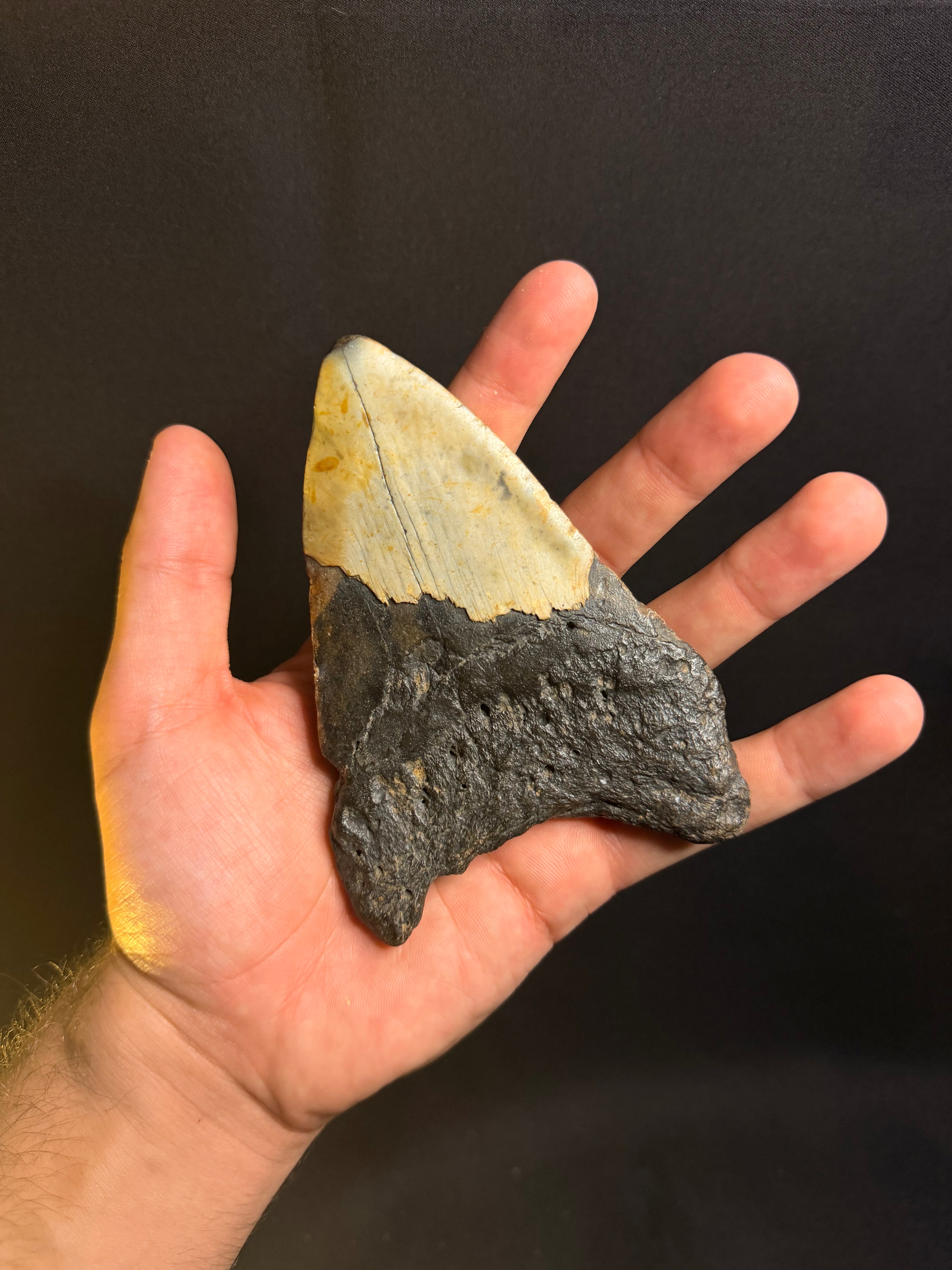 Megalodon Tooth – 4.79” – Ledge, North Carolina