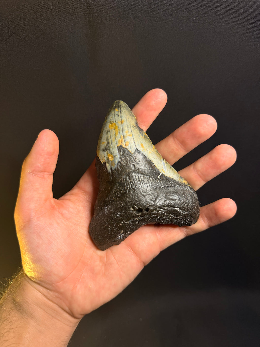 Megalodon Tooth – 4.52” – Ledge, North Carolina