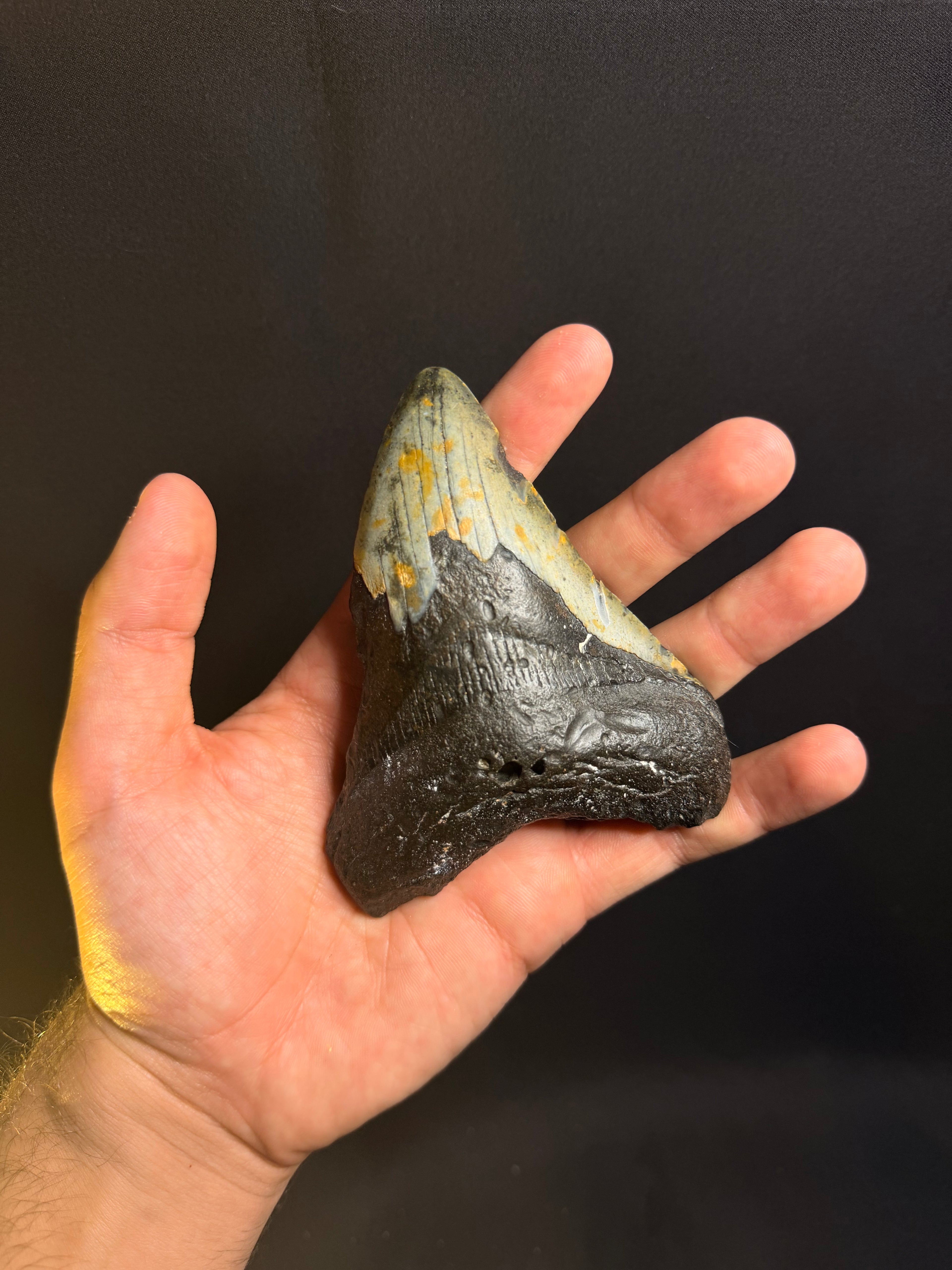 Megalodon Tooth – 4.52” – Ledge, North Carolina