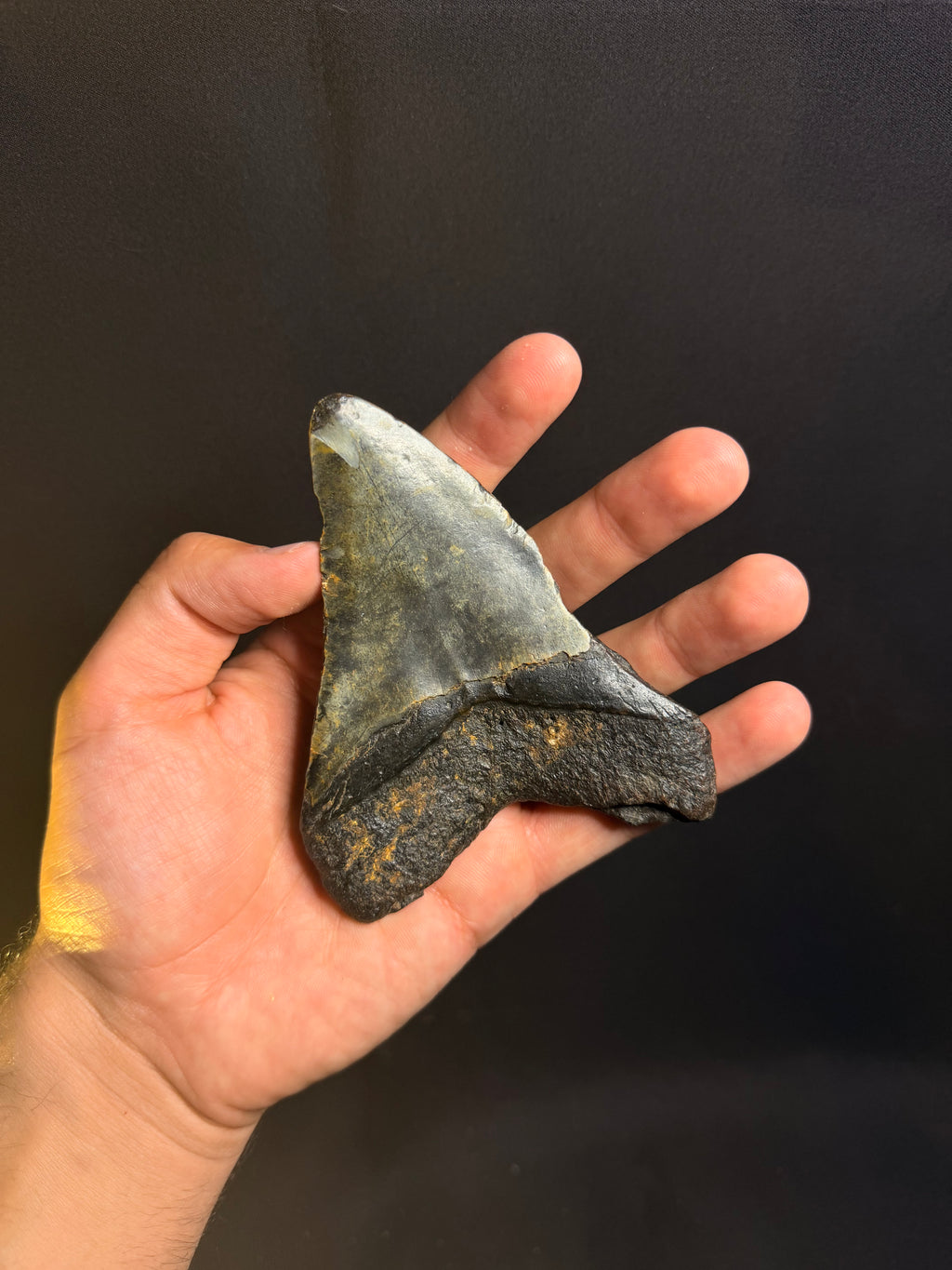 Megalodon Tooth – 4.52” – Ledge, North Carolina
