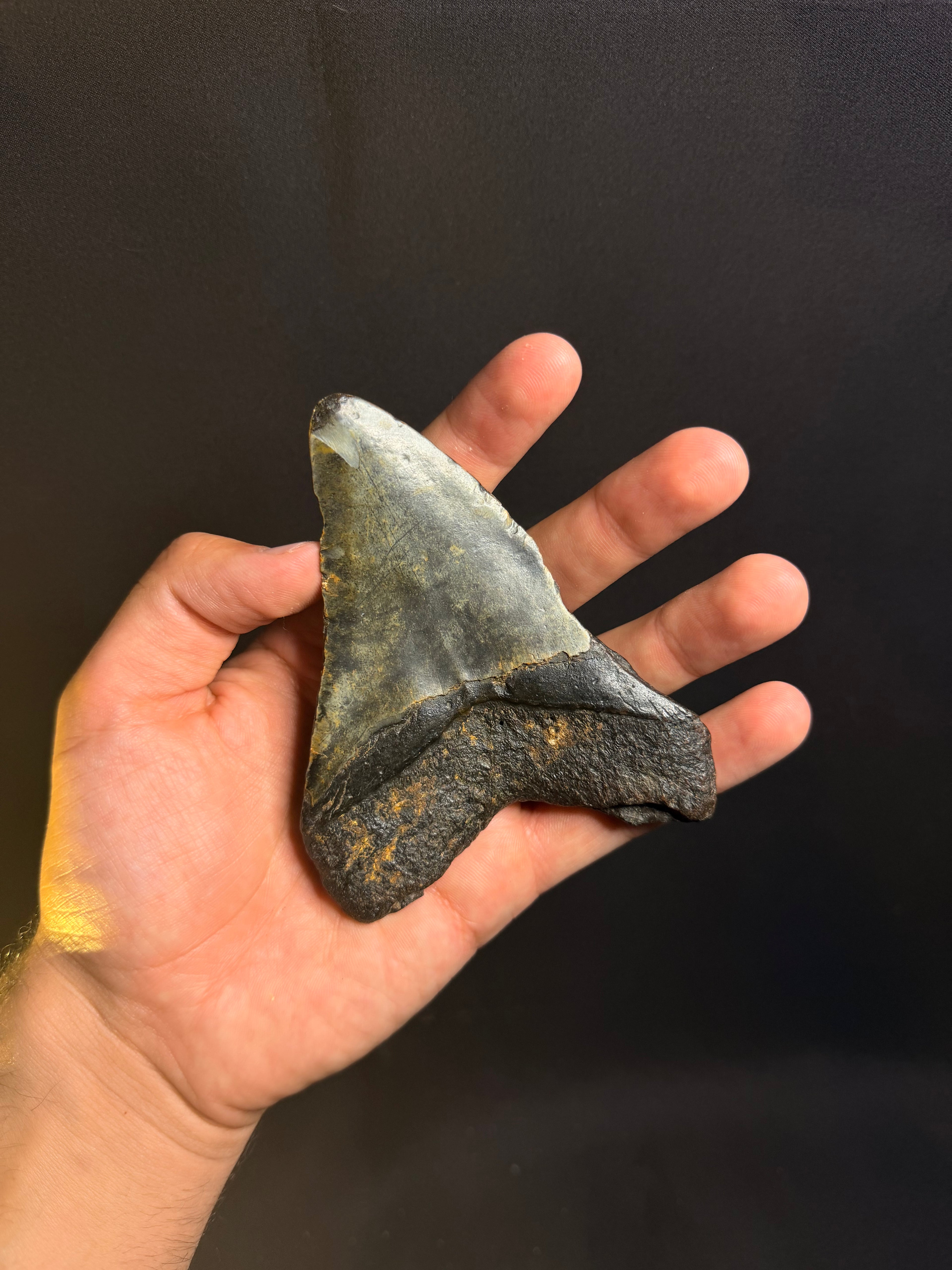 Megalodon Tooth – 4.52” – Ledge, North Carolina