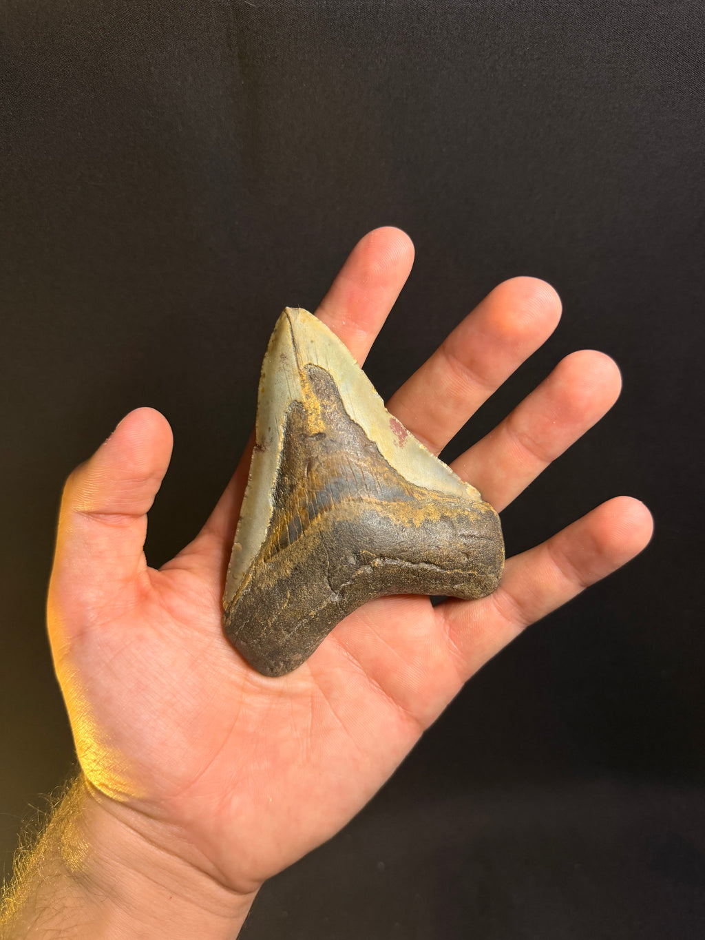 Megalodon Tooth – 4.03” – Ledge, North Carolina