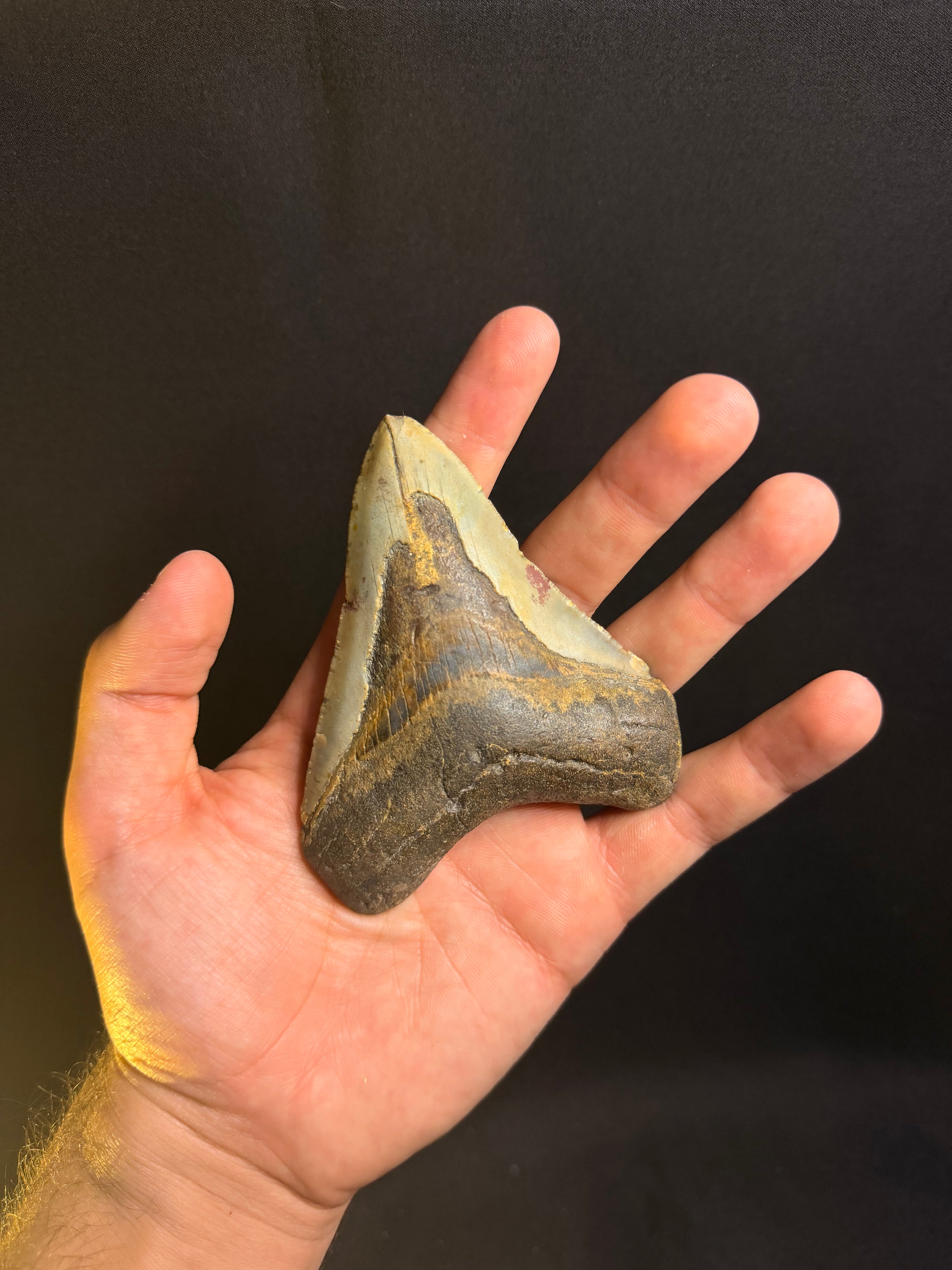 Megalodon Tooth – 4.03” – Ledge, North Carolina