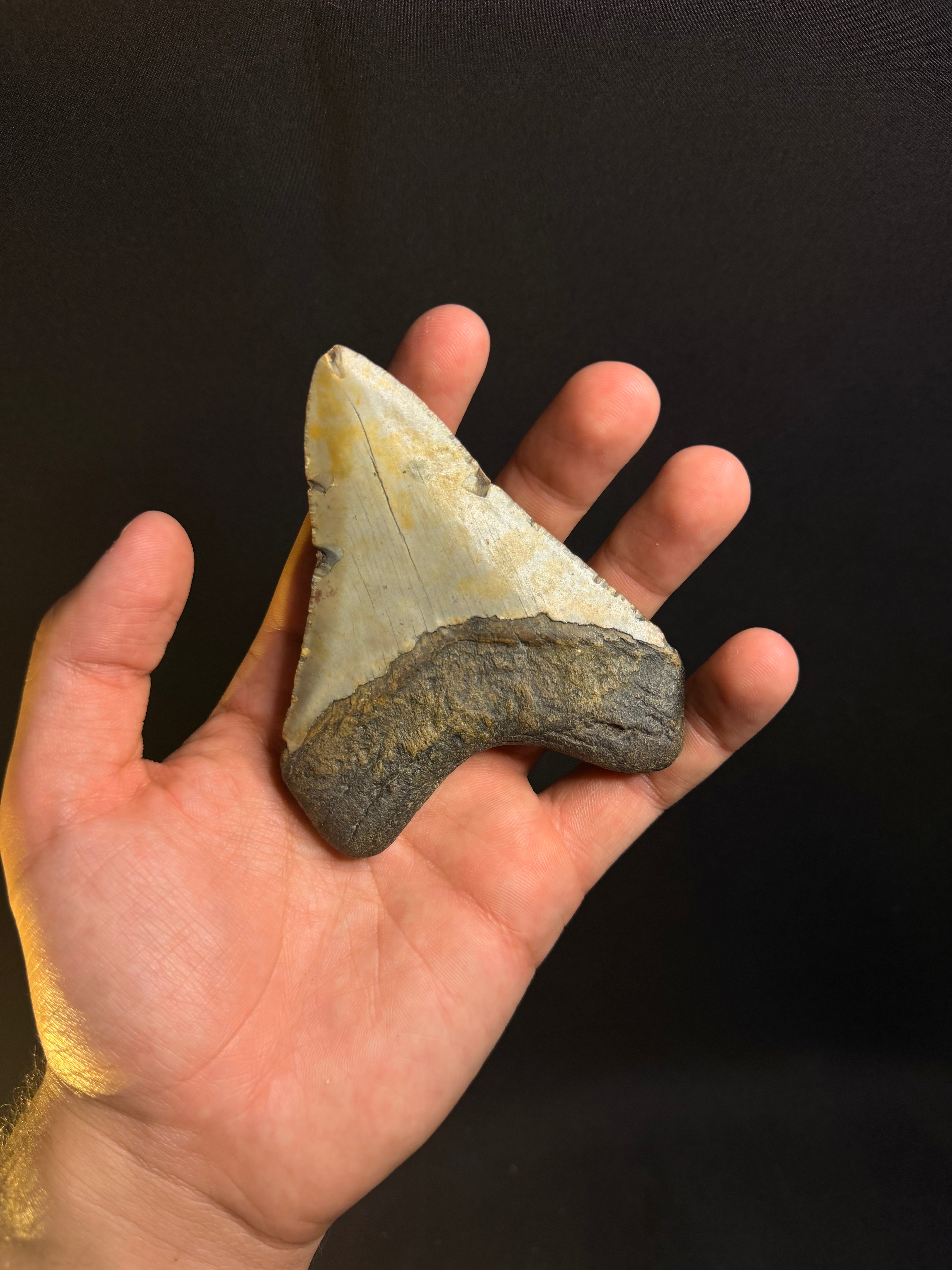 Megalodon Tooth – 4.03” – Ledge, North Carolina