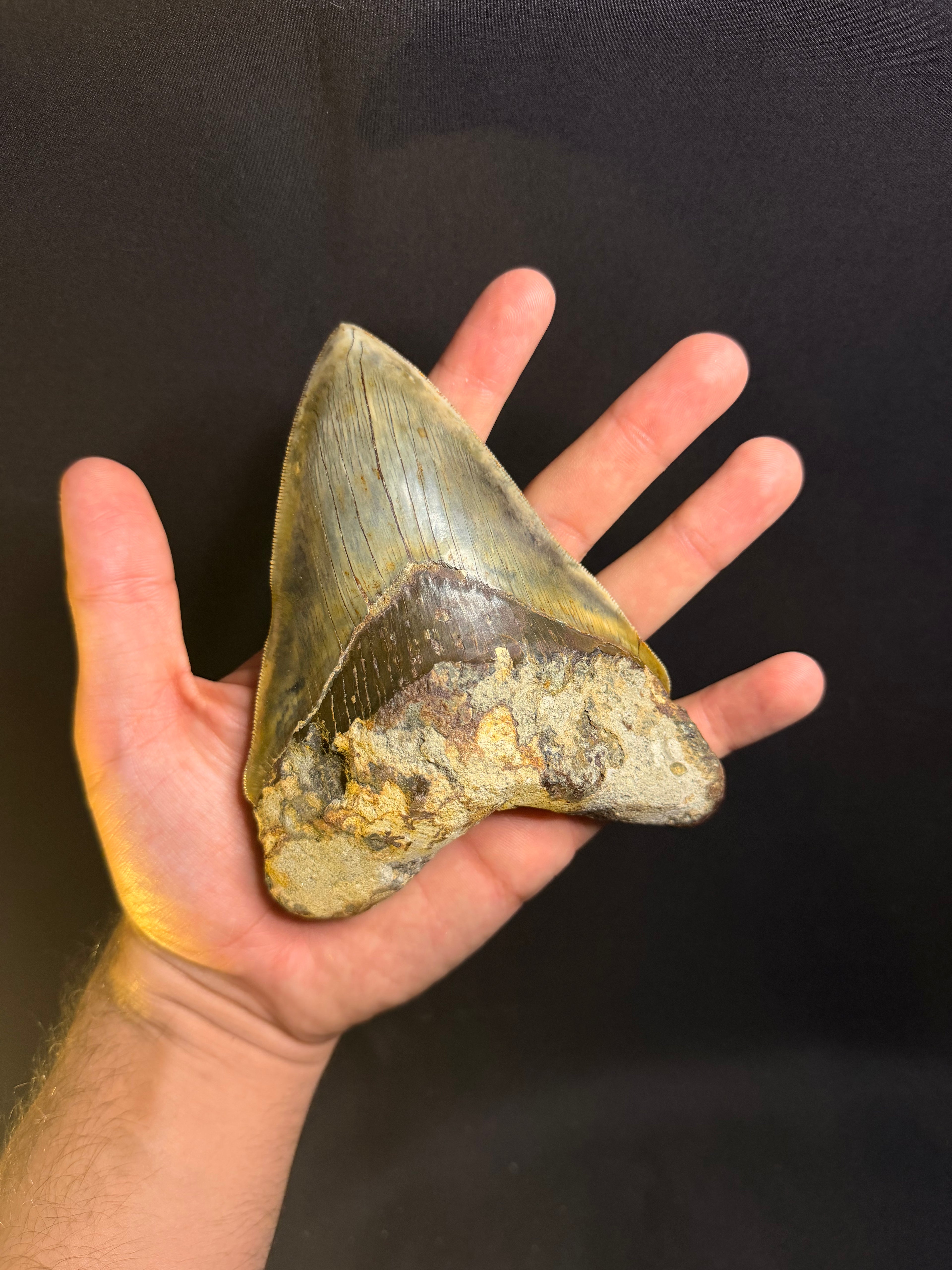 Megalodon Tooth – 5.50” – Indonesia