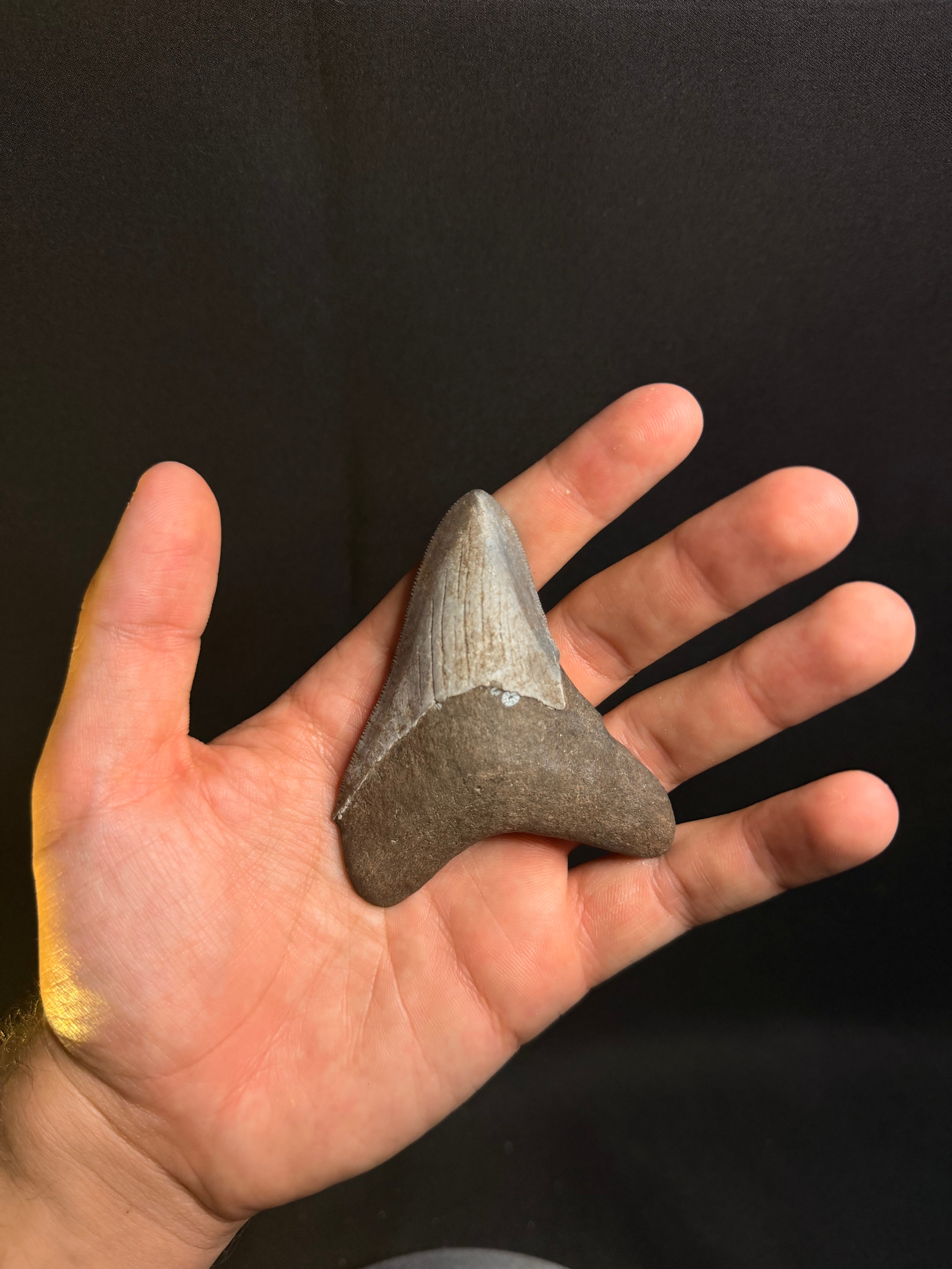 Megalodon Tooth – 3.36” – Georgia