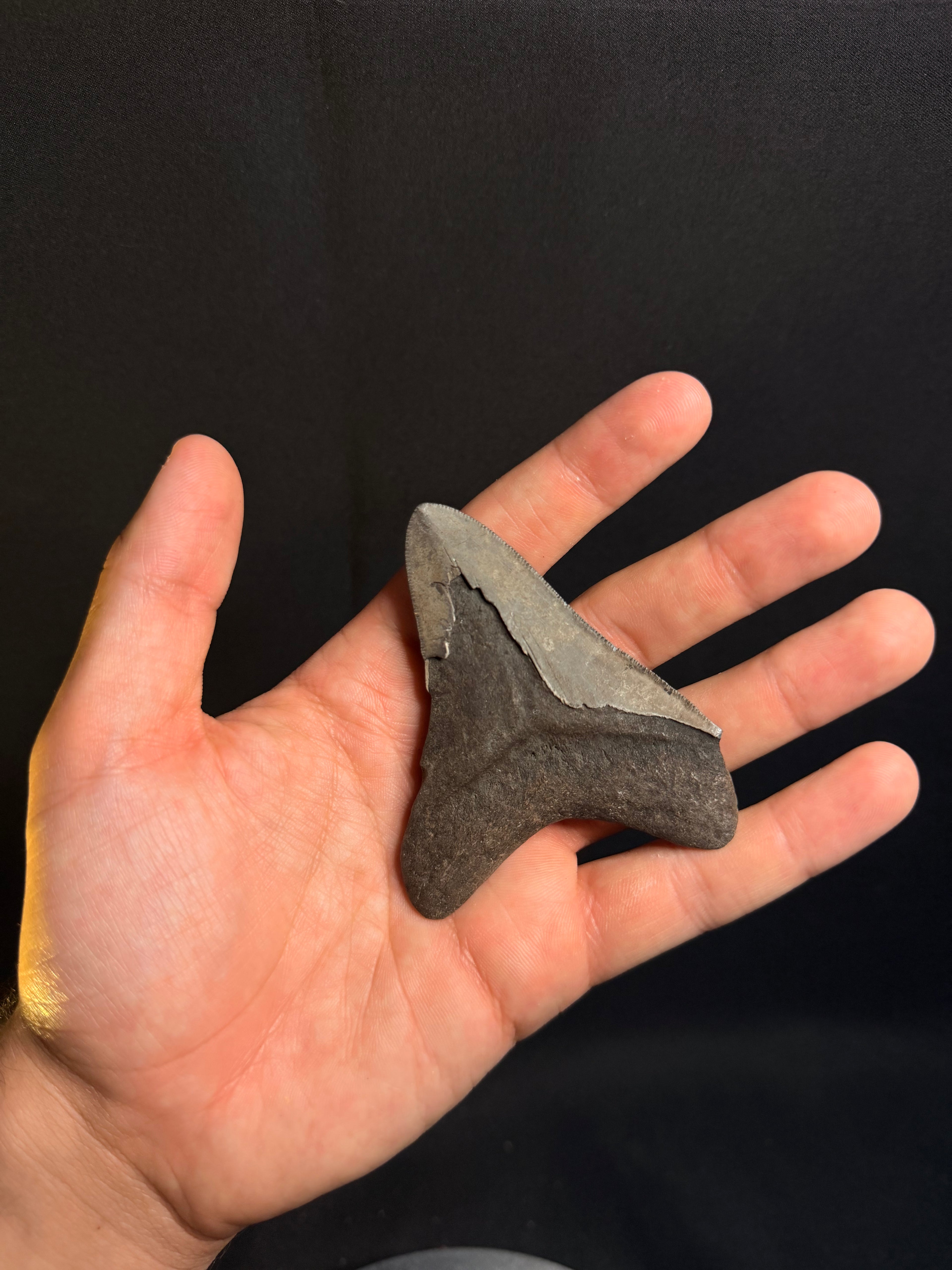Megalodon Tooth – 3.36” – Georgia