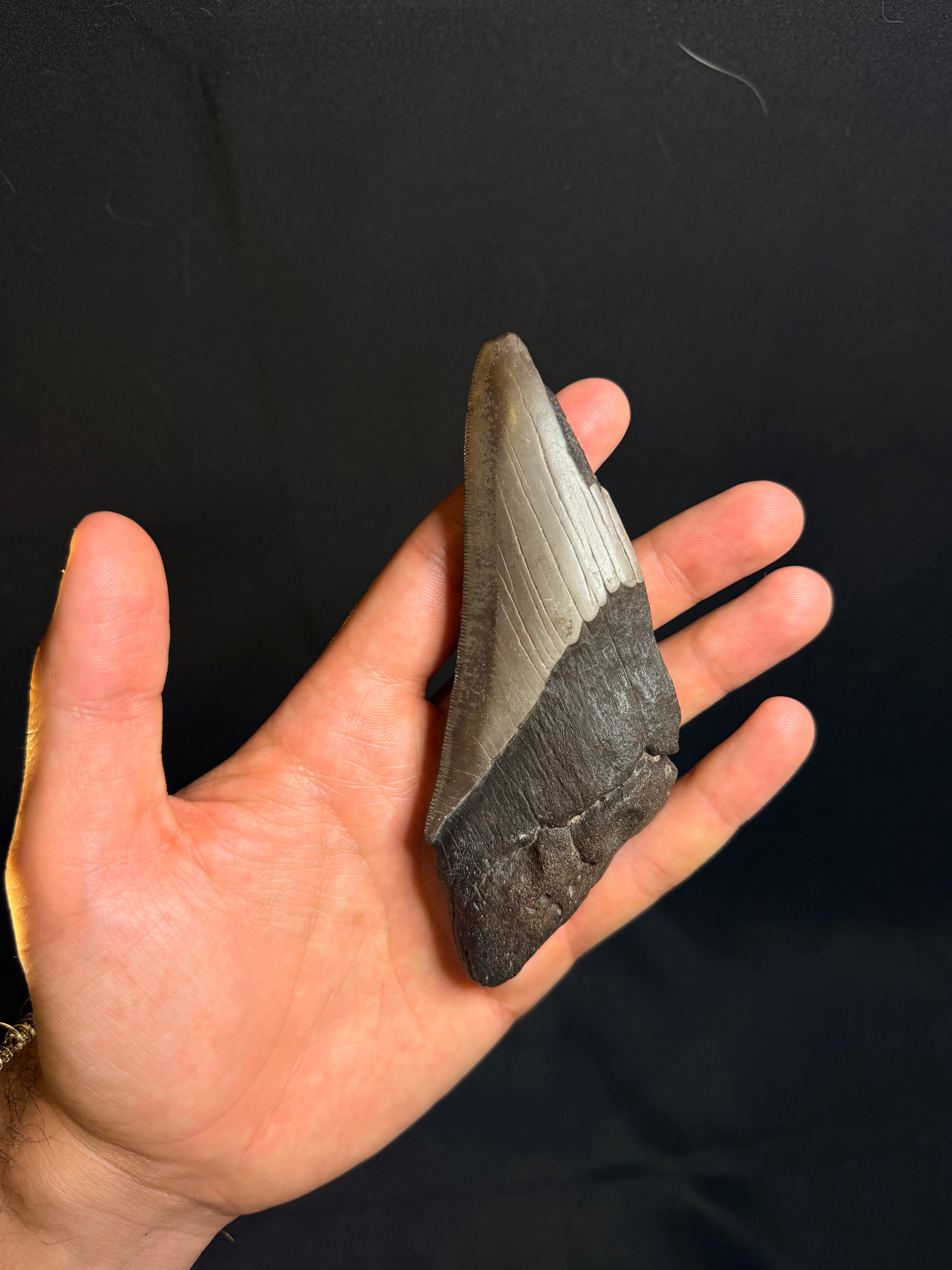 Megalodon Tooth Fragment - Ledge, North Carolina