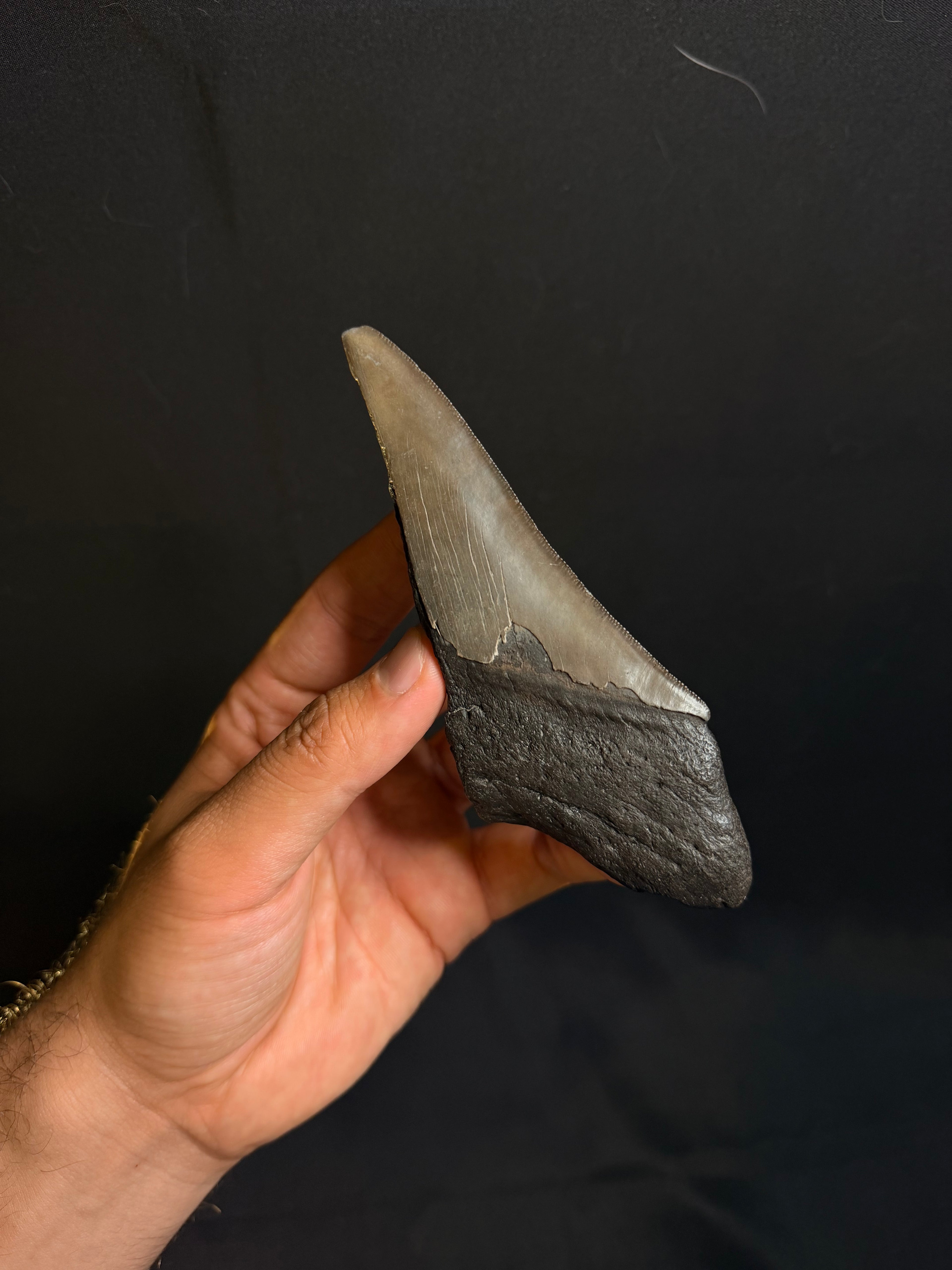 Megalodon Tooth Fragment - Ledge, North Carolina