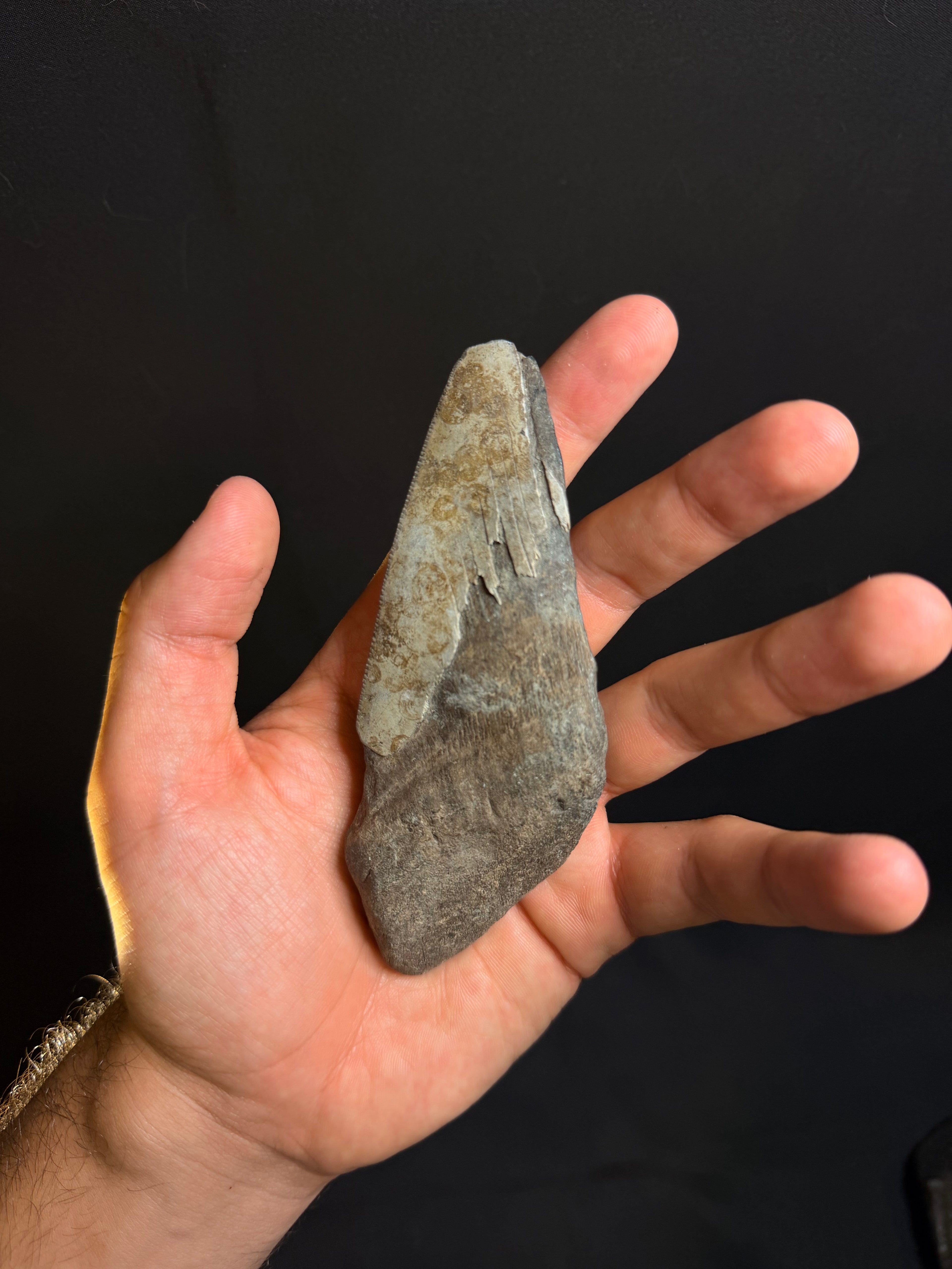 Megalodon Tooth Fragment – Georgia