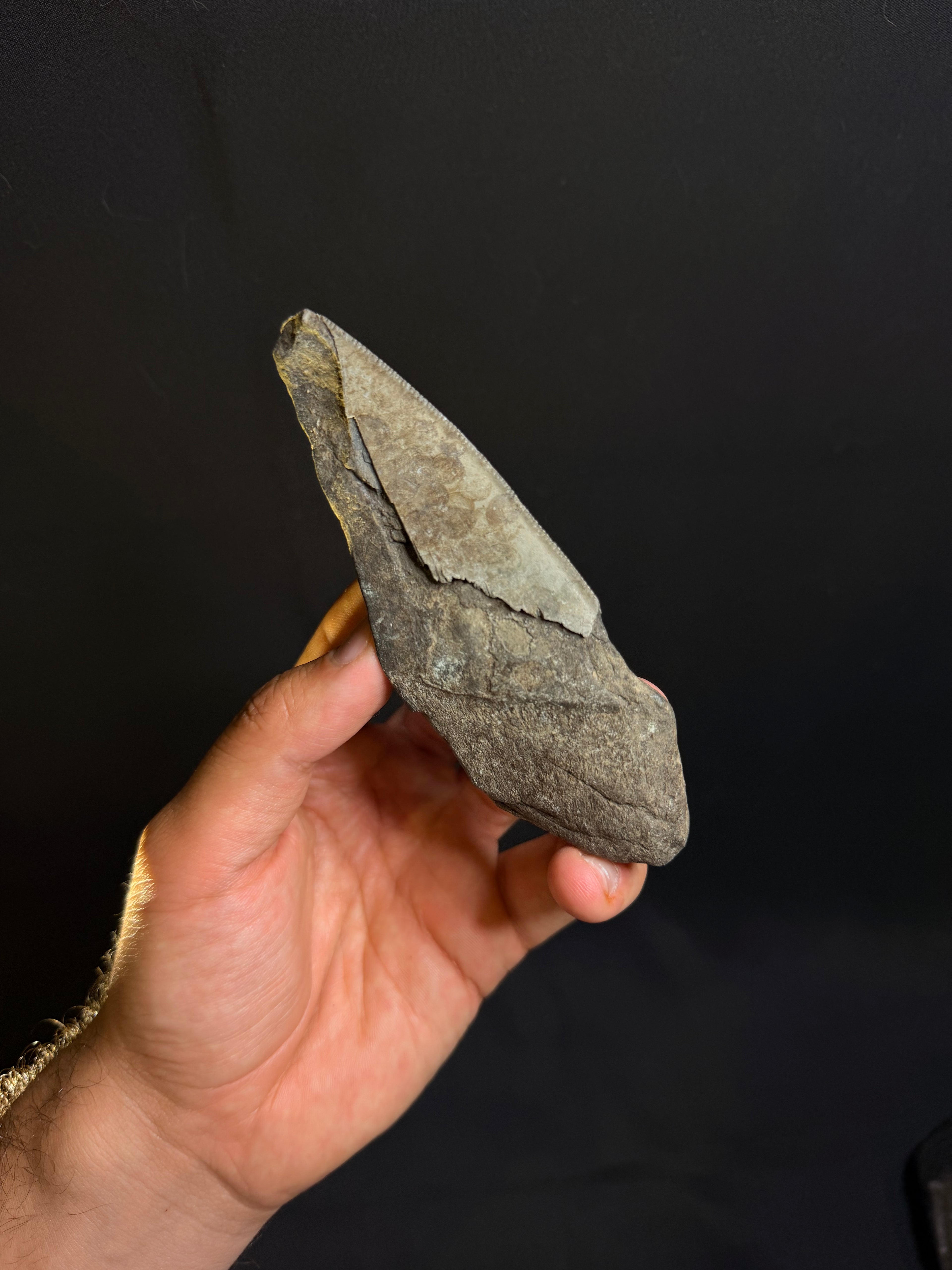 Megalodon Tooth Fragment – Georgia