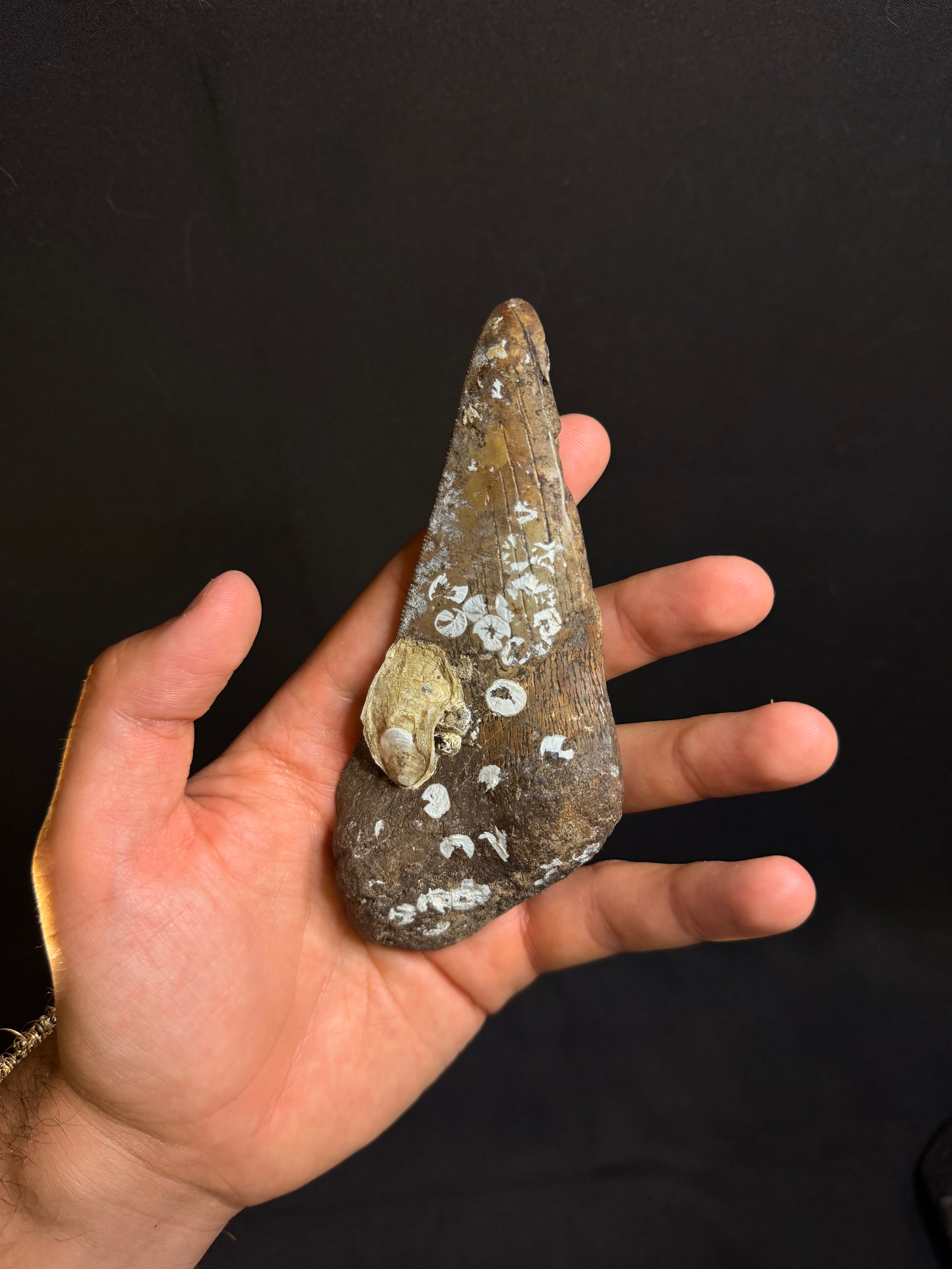 Megalodon Tooth Fragment – Georgia