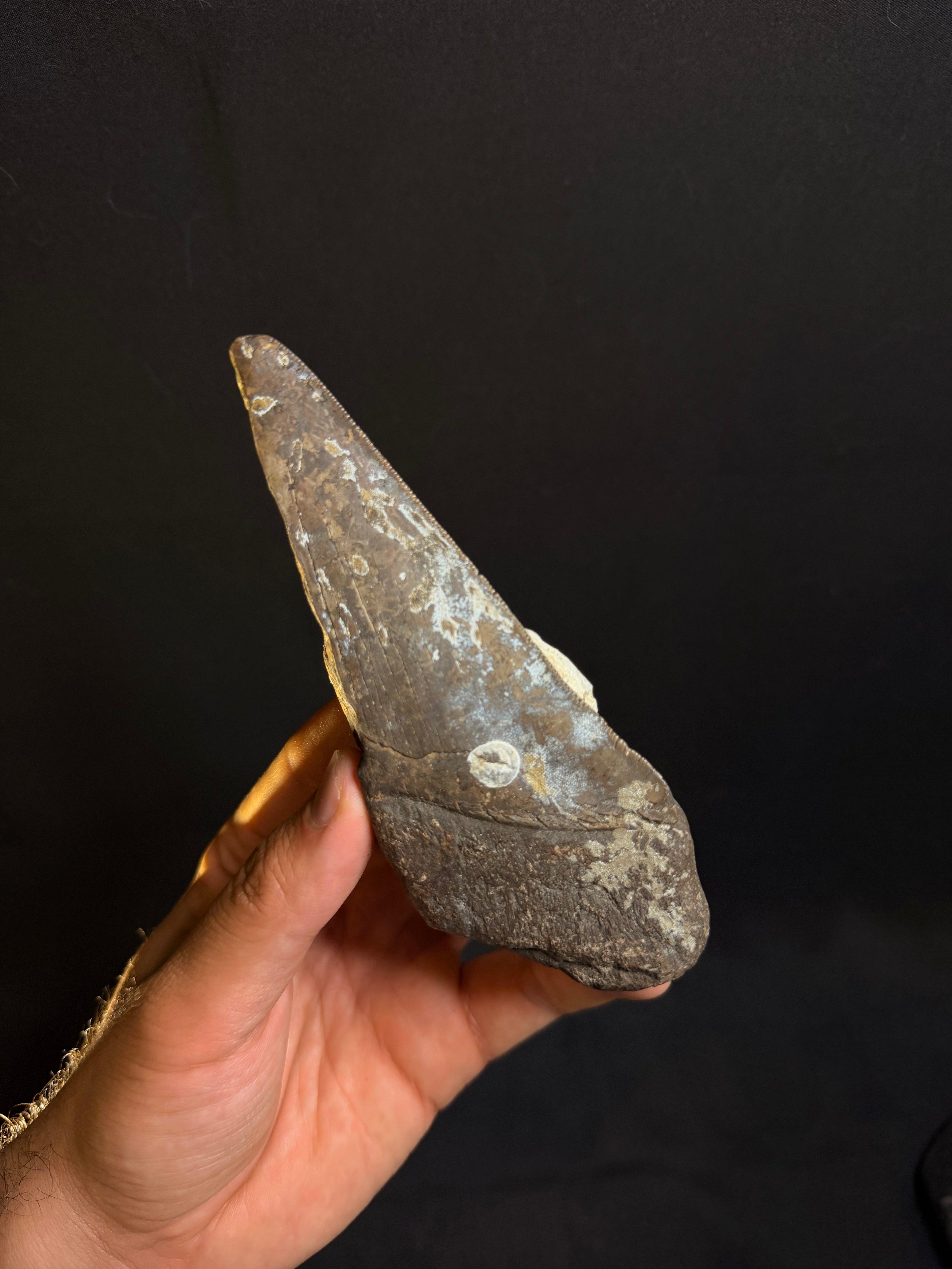 Megalodon Tooth Fragment – Georgia