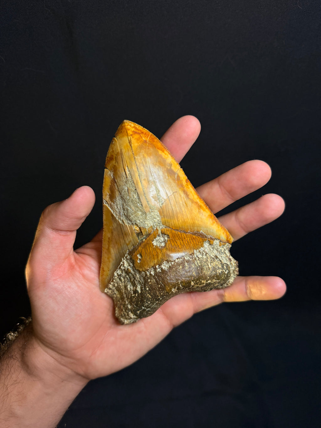 Megalodon Tooth – 5.28” – Indonesia